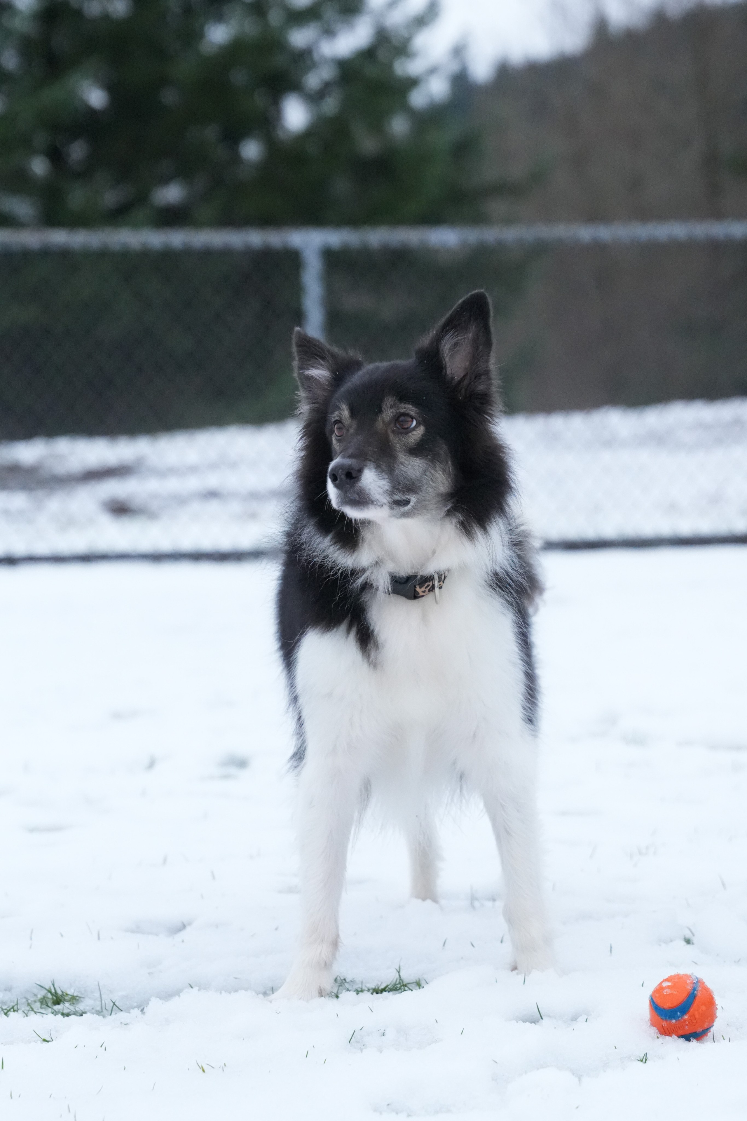 Shuttergry Photography