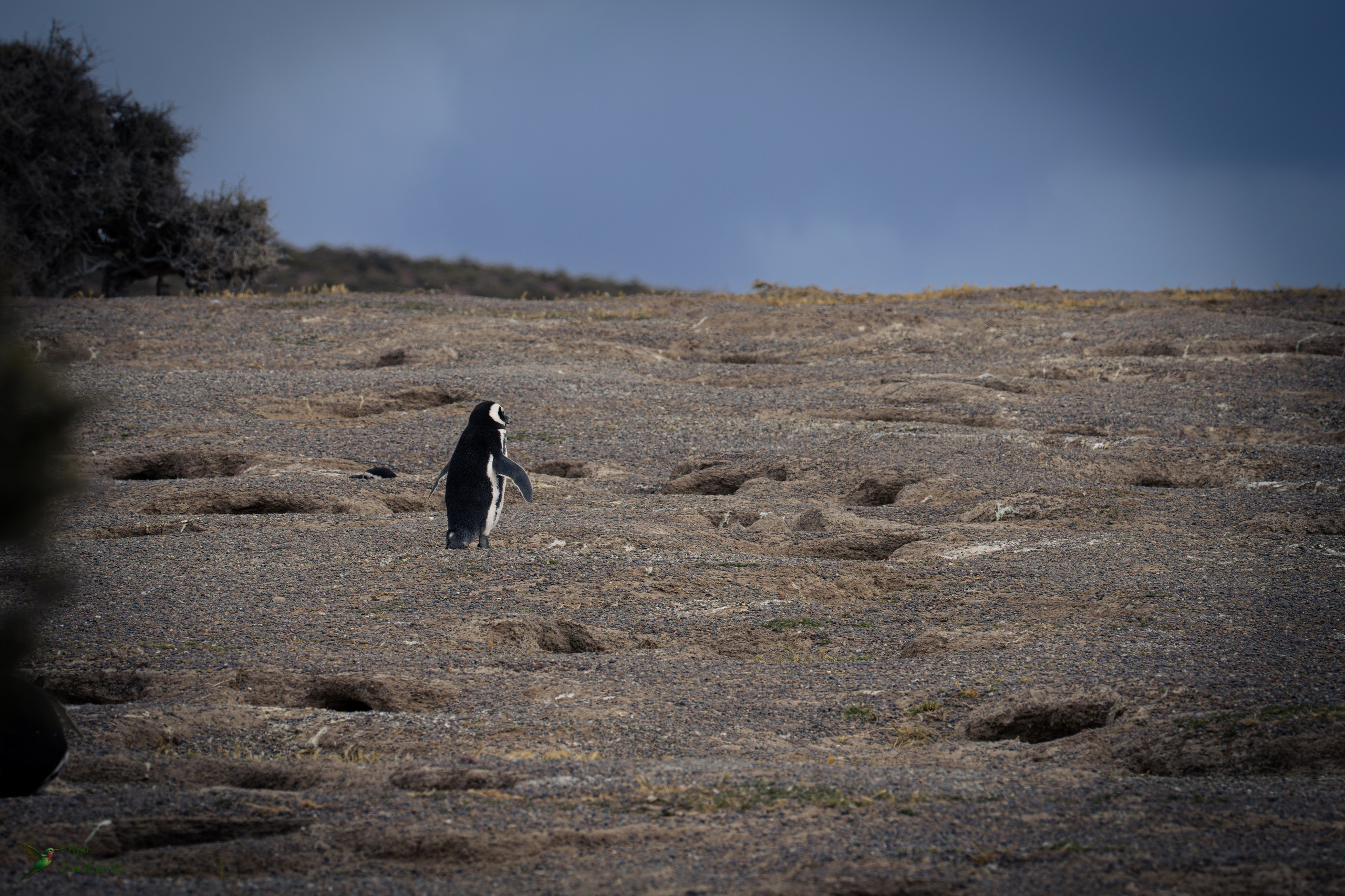 Магелланов пингвин