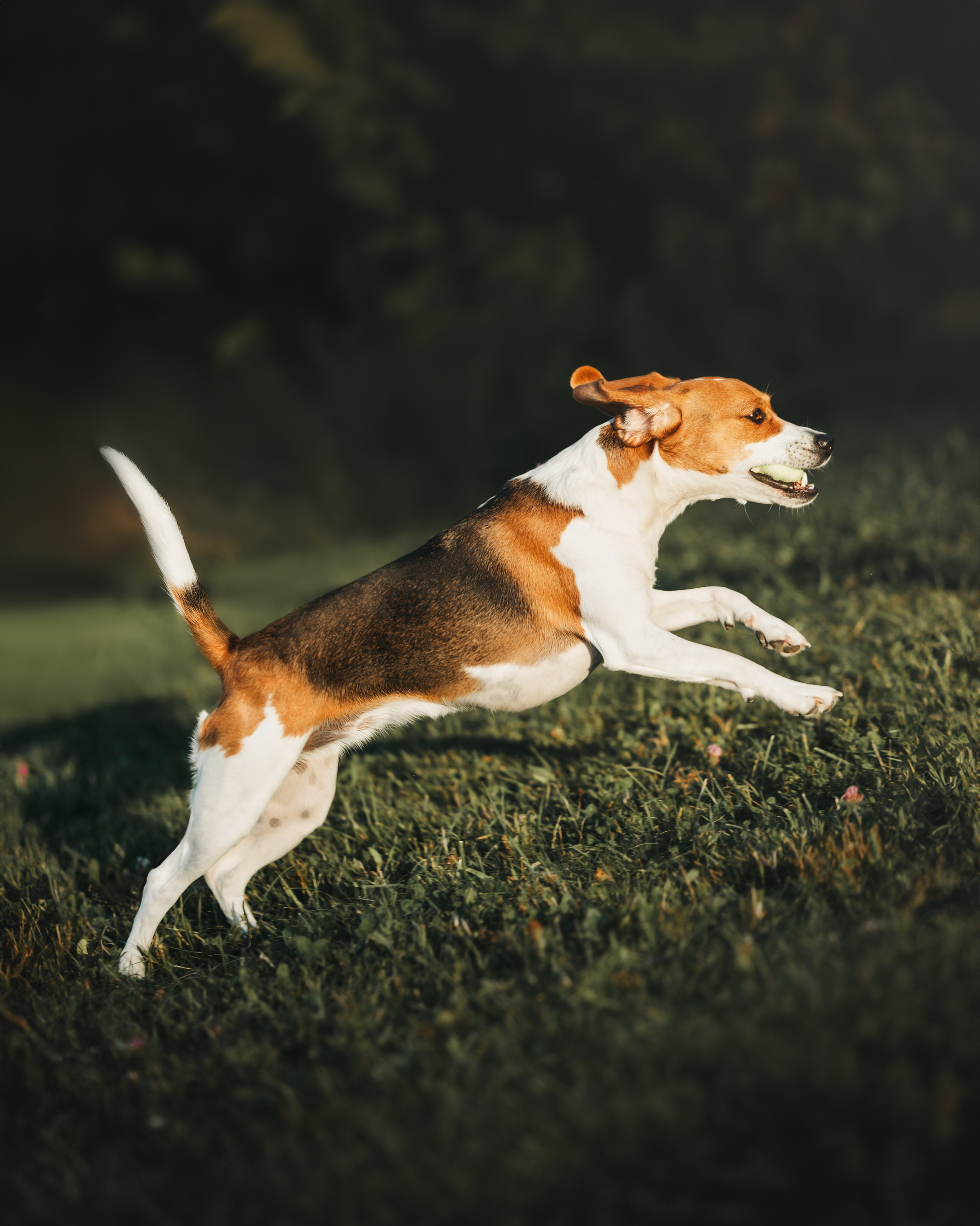 Maxine & Sarah. Pet Photographer Viktoriya Aleshenko