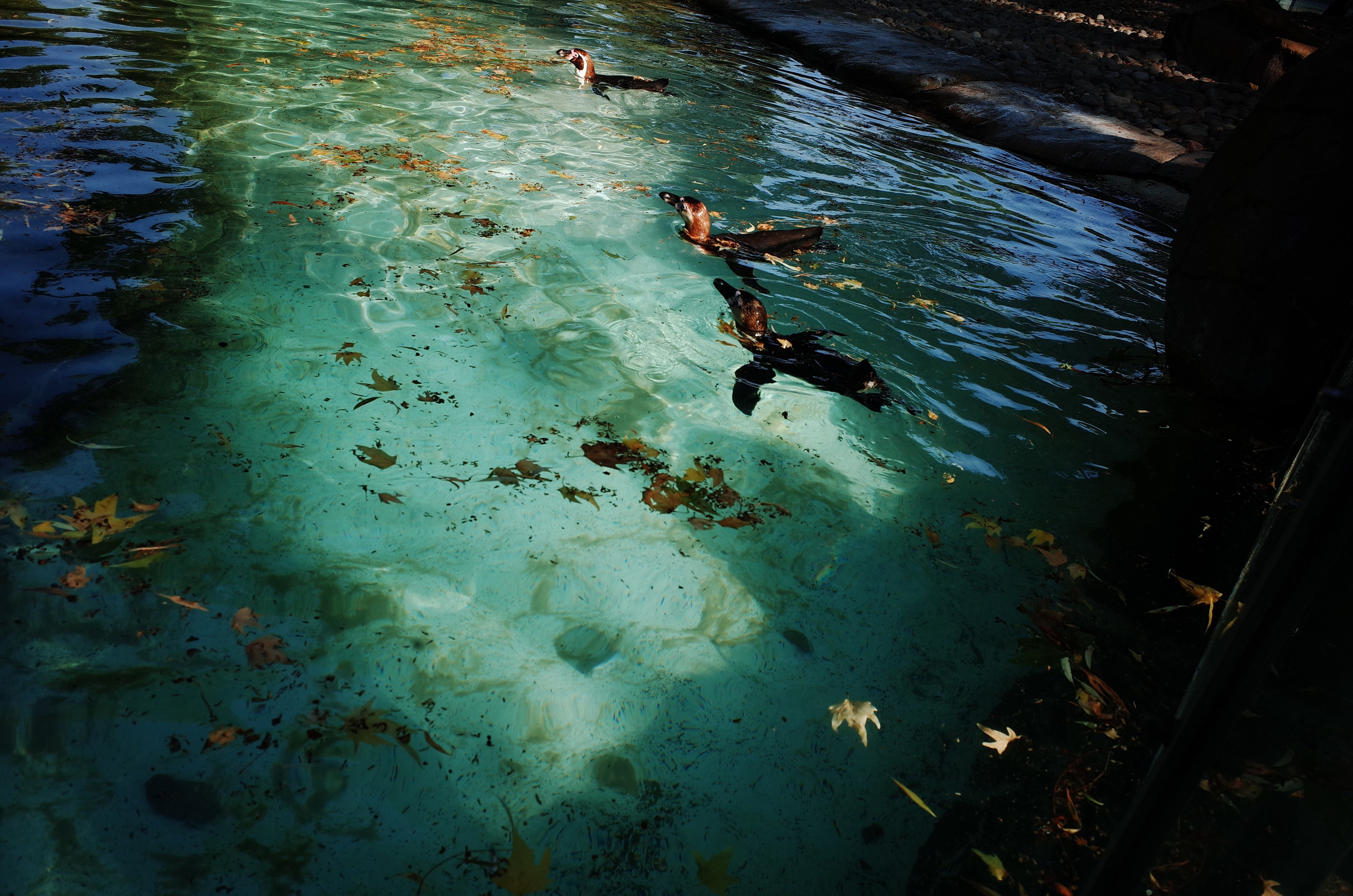 Little penguins. London zoo. Victoria Dini Photography
