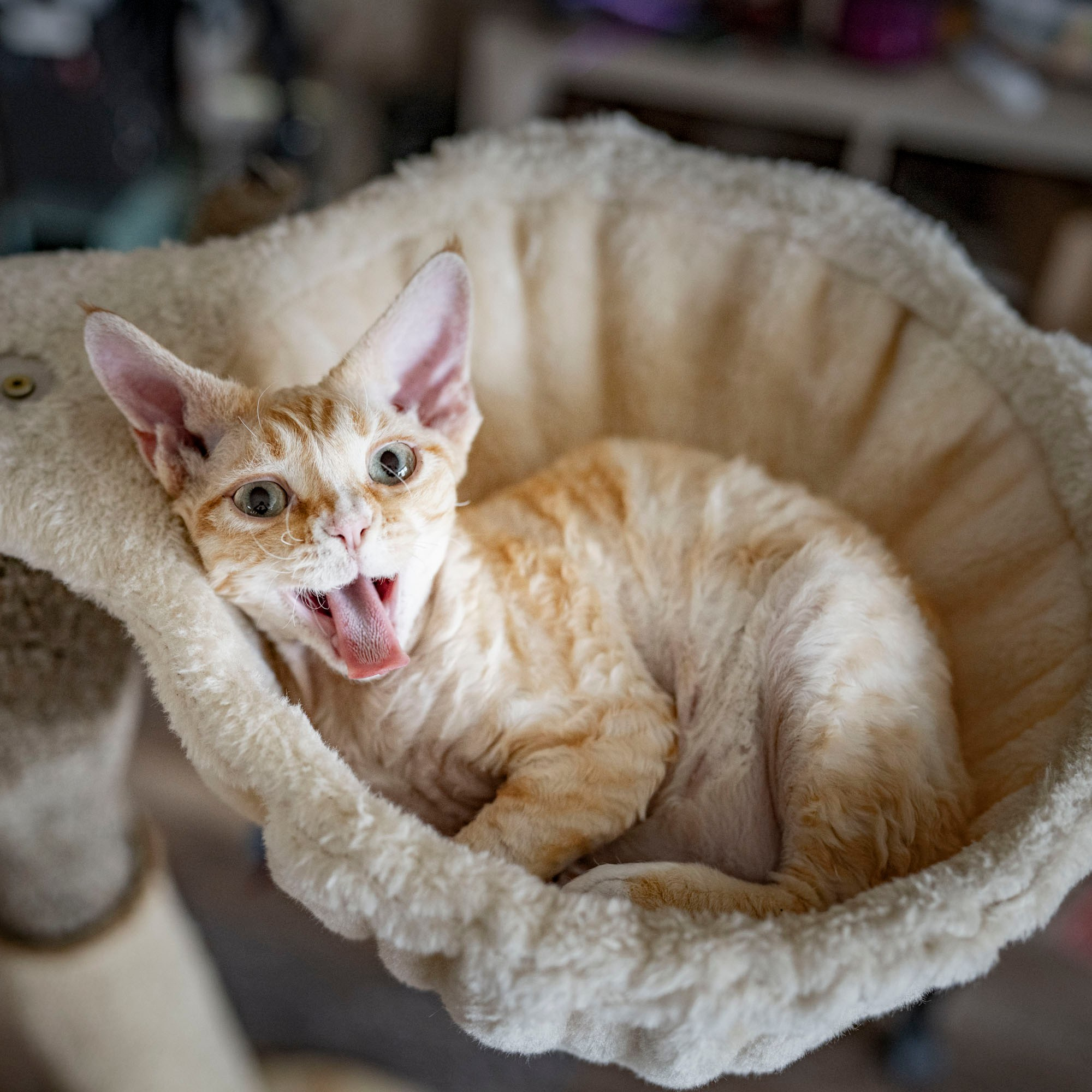 Choux. Devon Rex Pixie Cattery