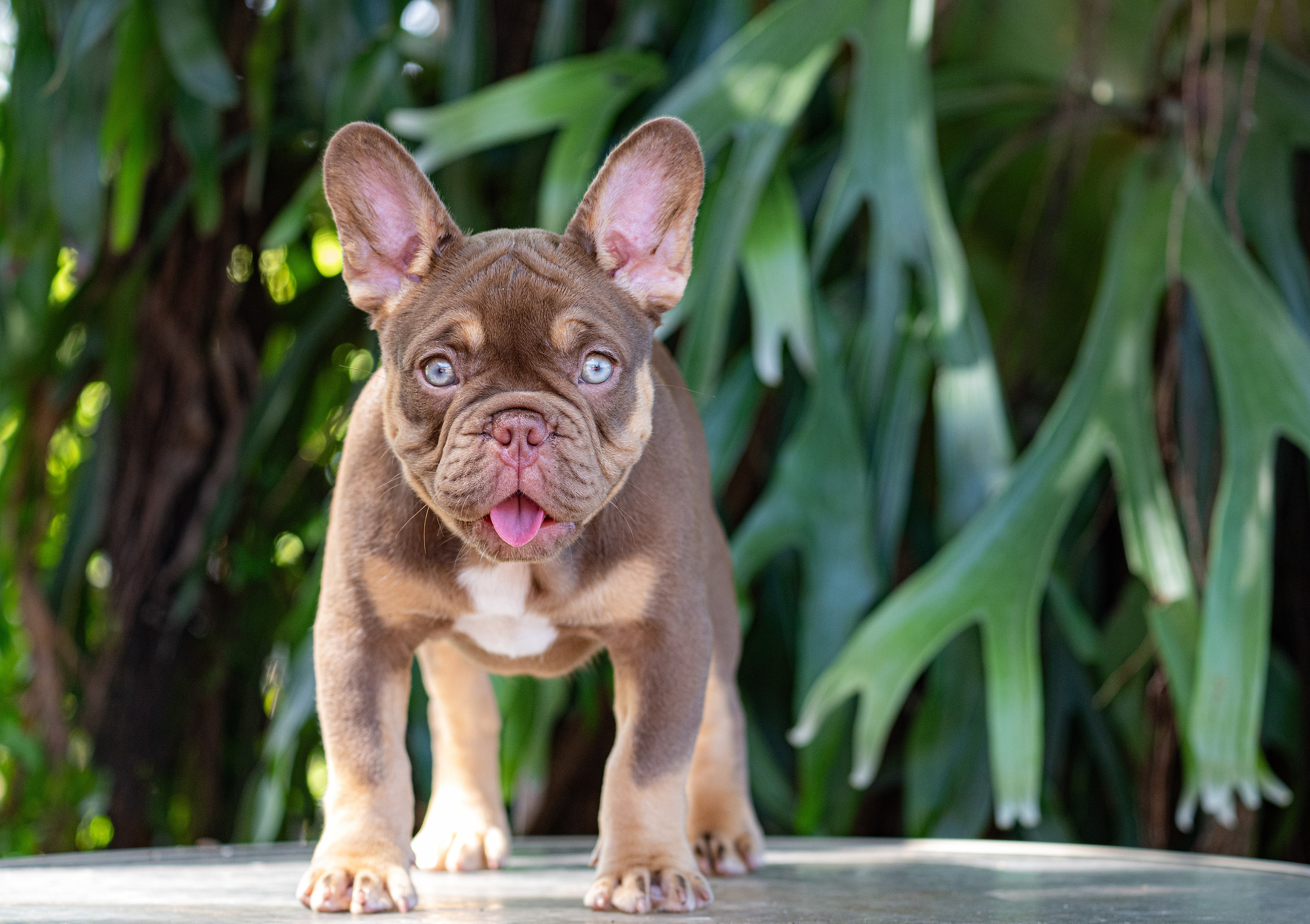 French Bulldogs. Katerina Royter Pet Photographer North Florida