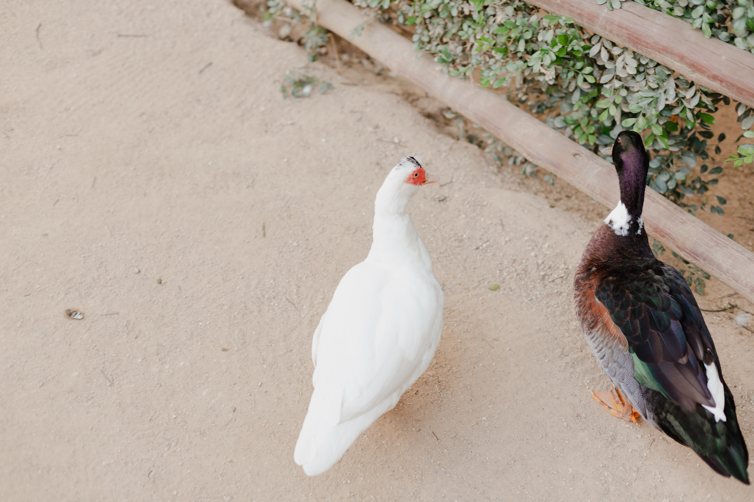 Ensaio Gestante Geovana