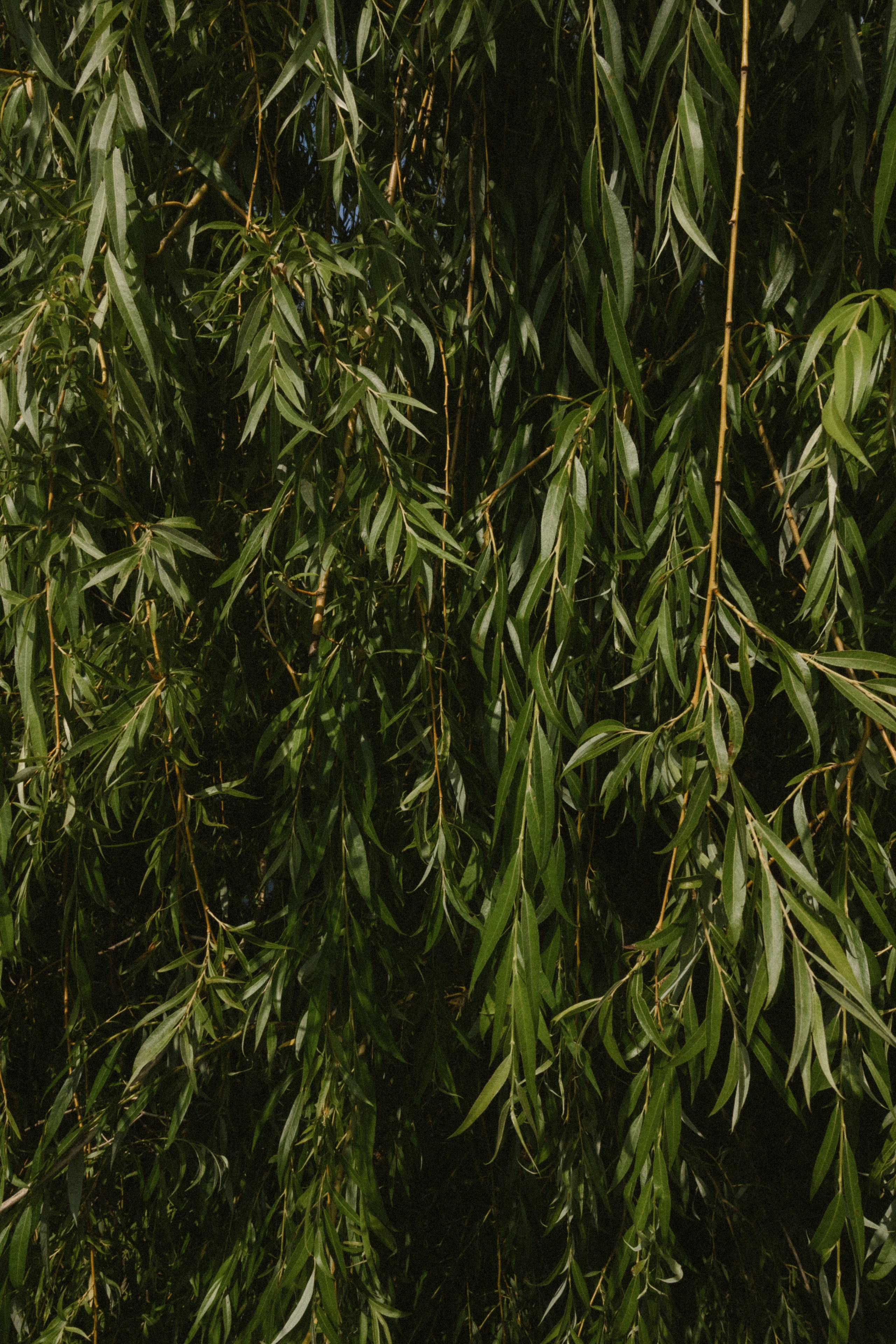 Ieva ir Martynas | Vestuvės Kauno botanikos sode. Vestuvių ir šeimų fotografė Lena Bondarenko / belove photo