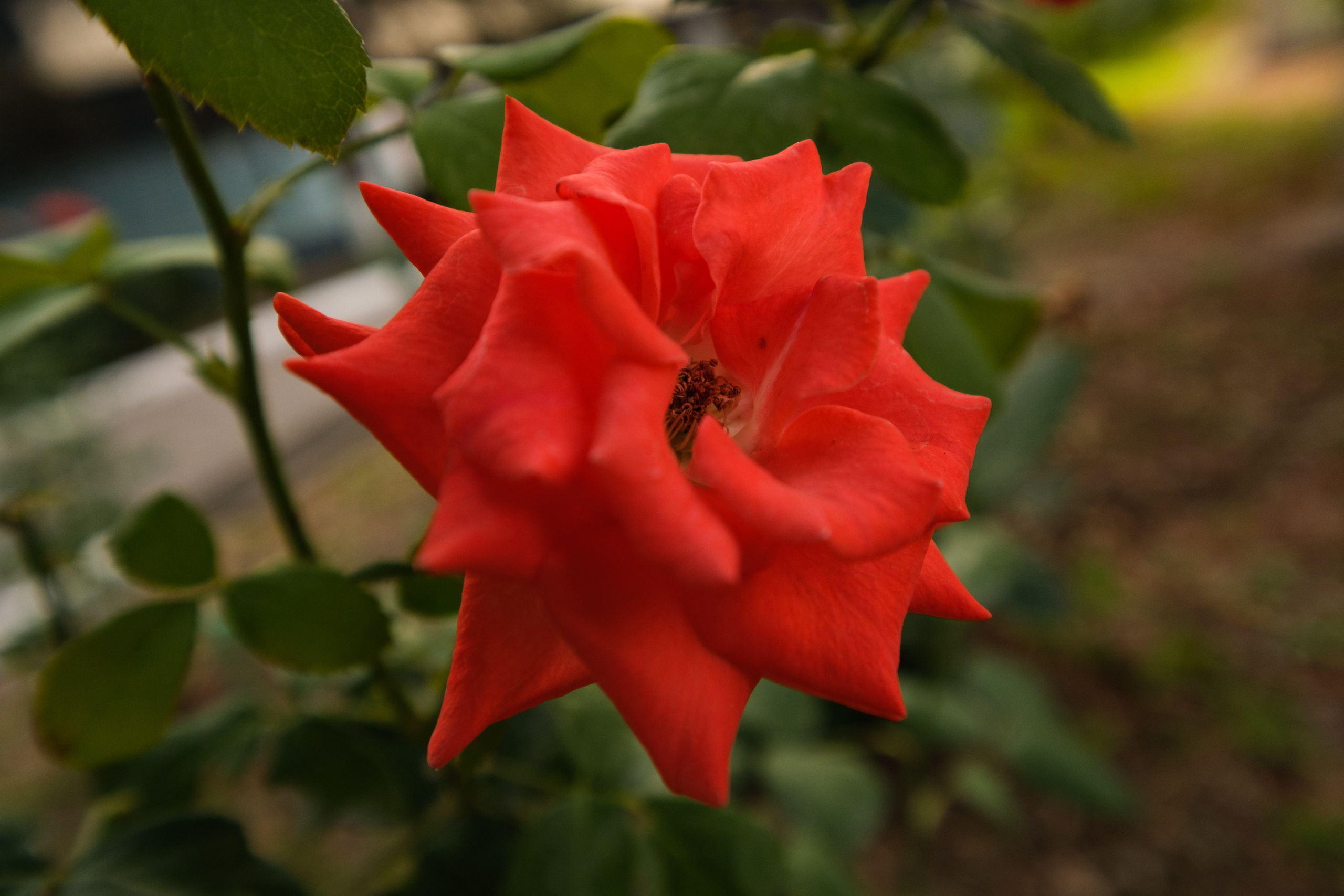 SIGMA 10-18mm DC DN (X-mount). Фотограф Григорий Кравец