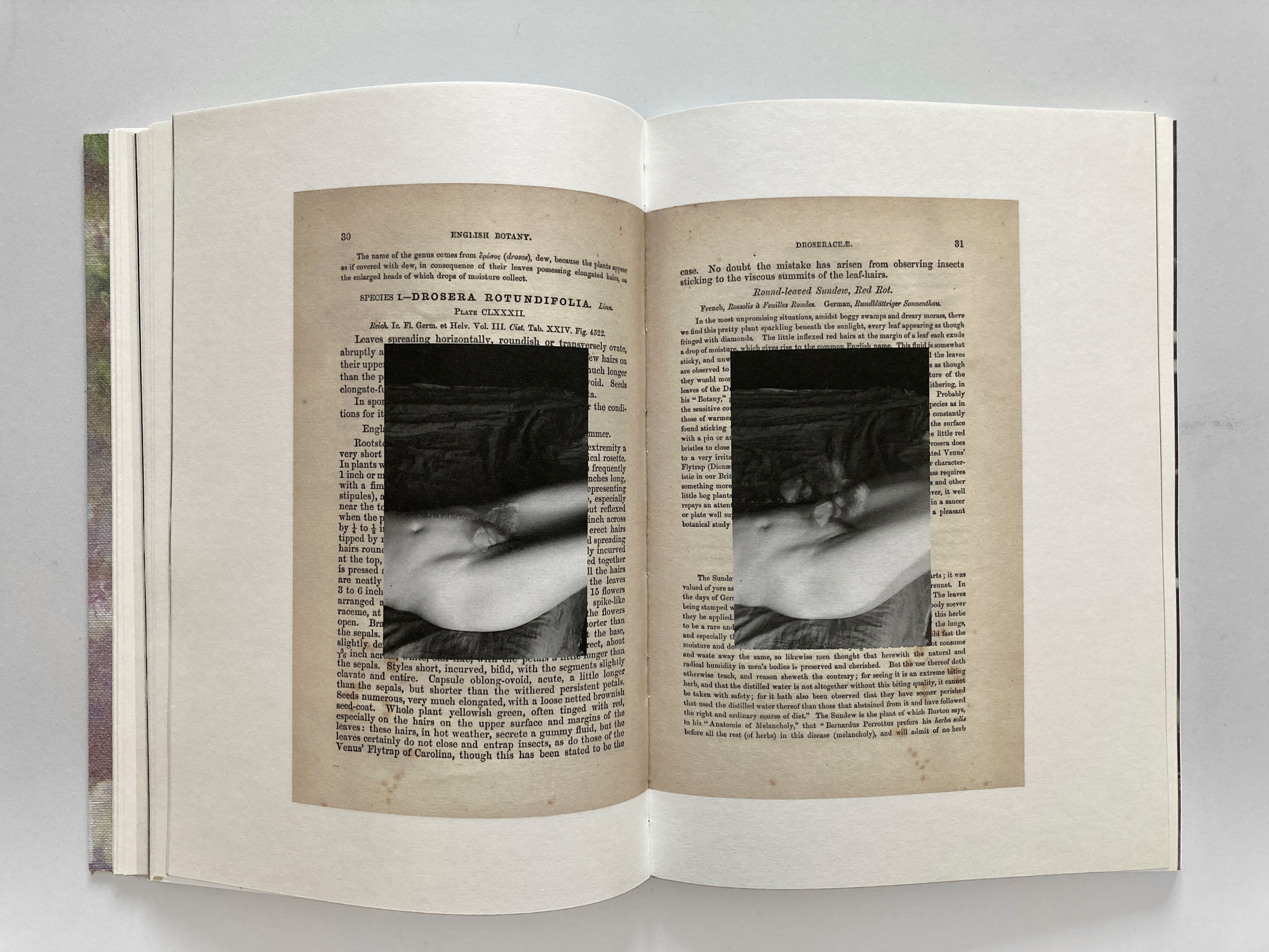 The Garden of Earthly Delights. Sveta Kaverina