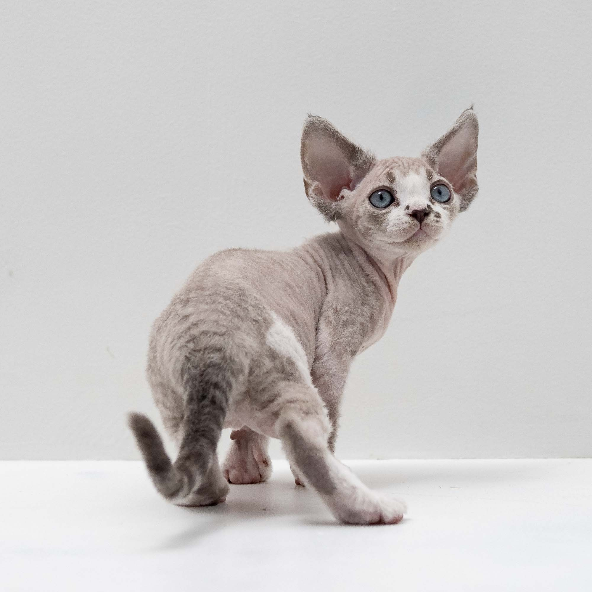Frank, boy, born on 01.01.25. Devon Rex Pixie Cattery