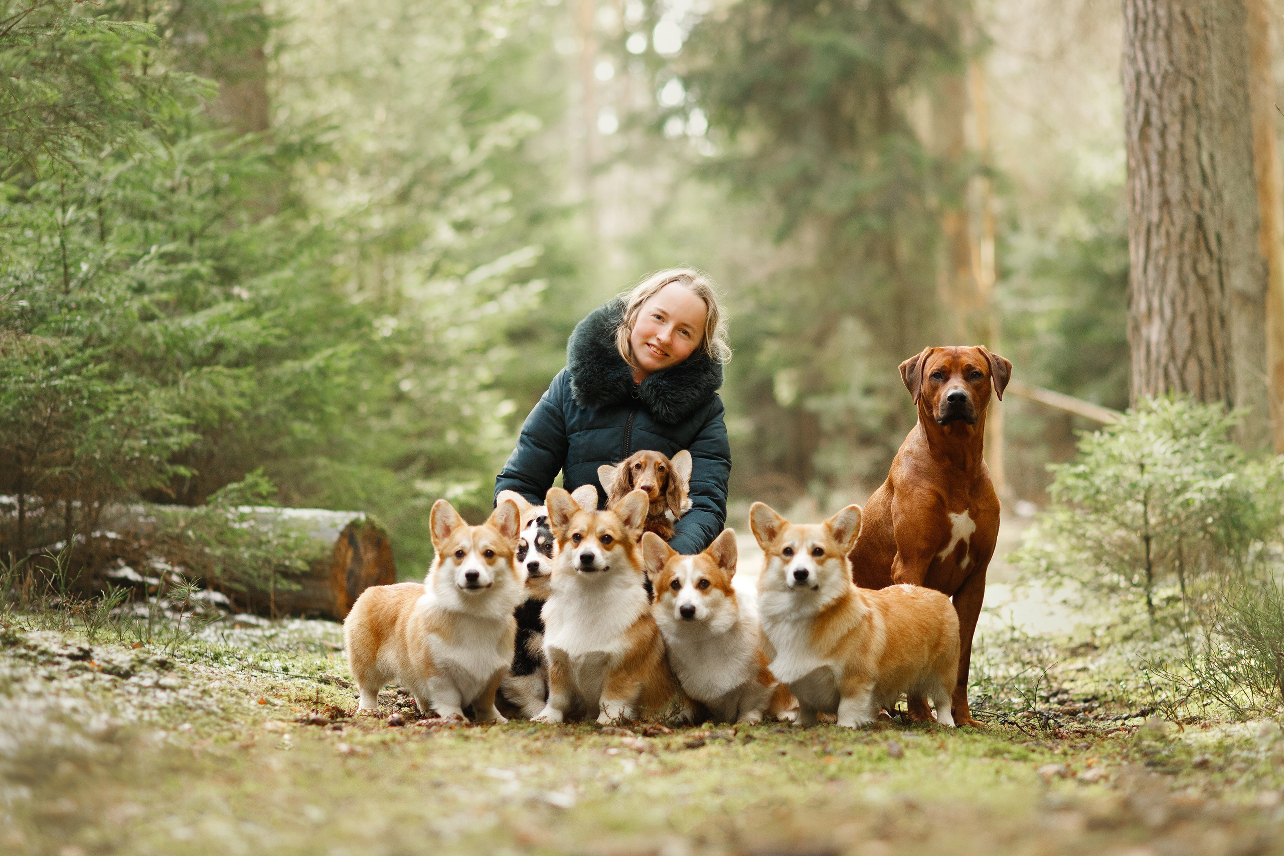 Corgi kennel & some other dogs in the forest. Kaja | fotograf psów we Wrocławiu