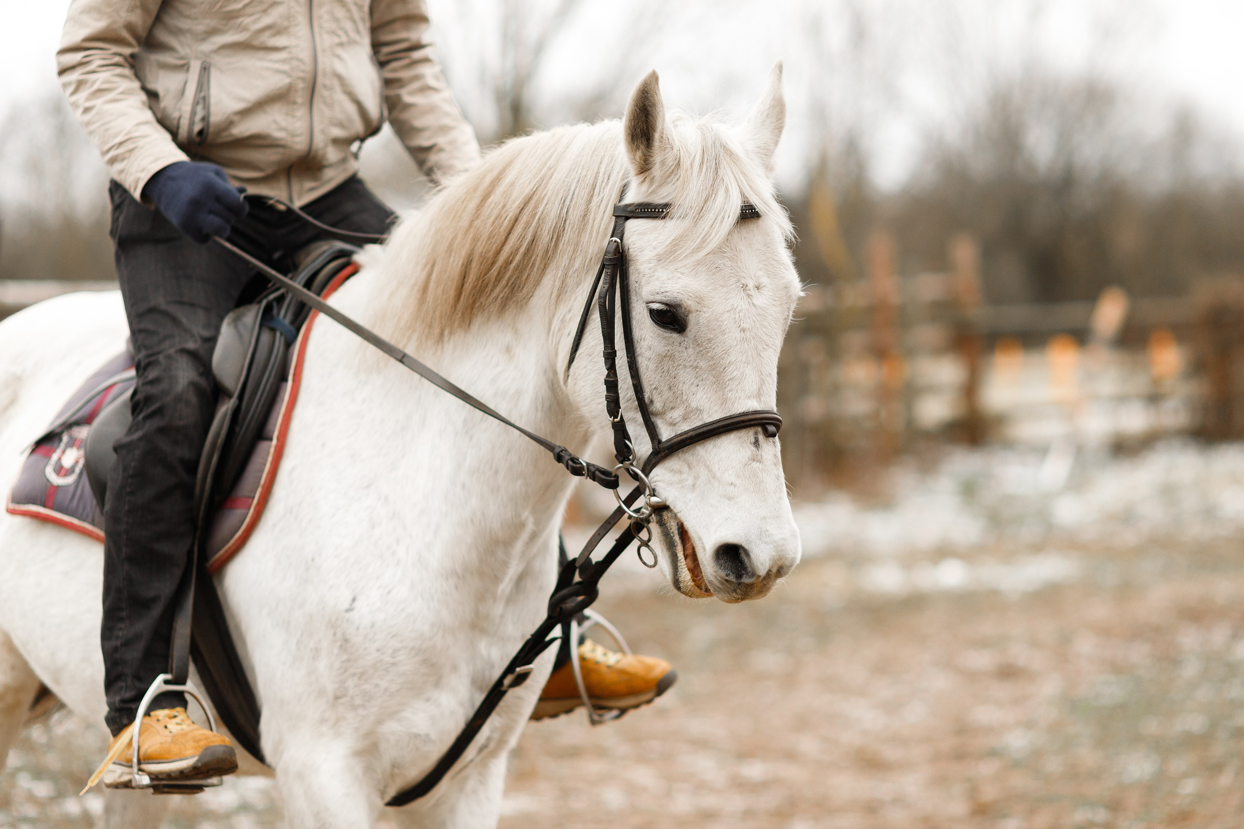 Winter stable. Kaja | fotograf psów we Wrocławiu