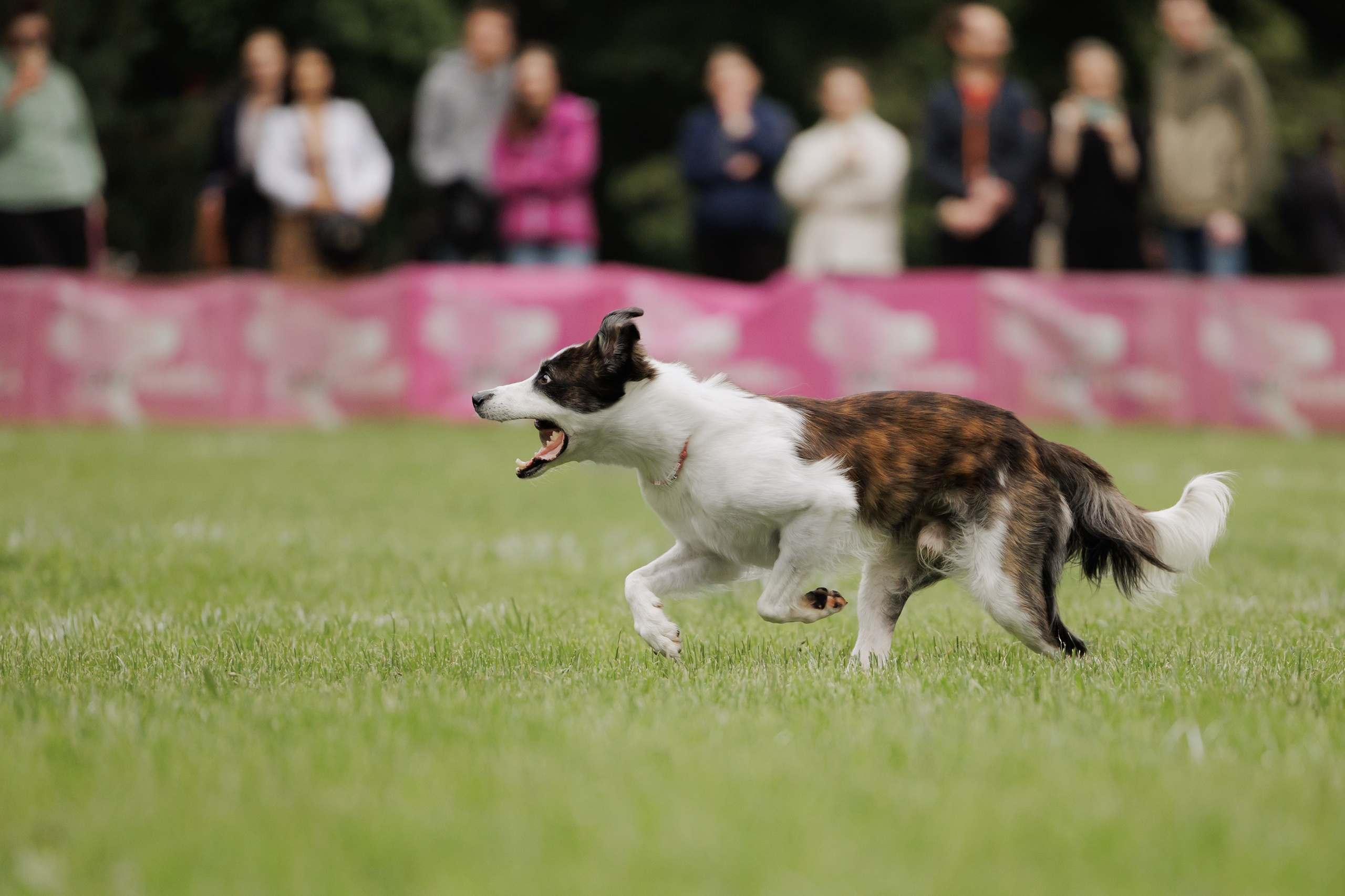Latające psy, Wrocław'25. Kaja | fotograf psów we Wrocławiu