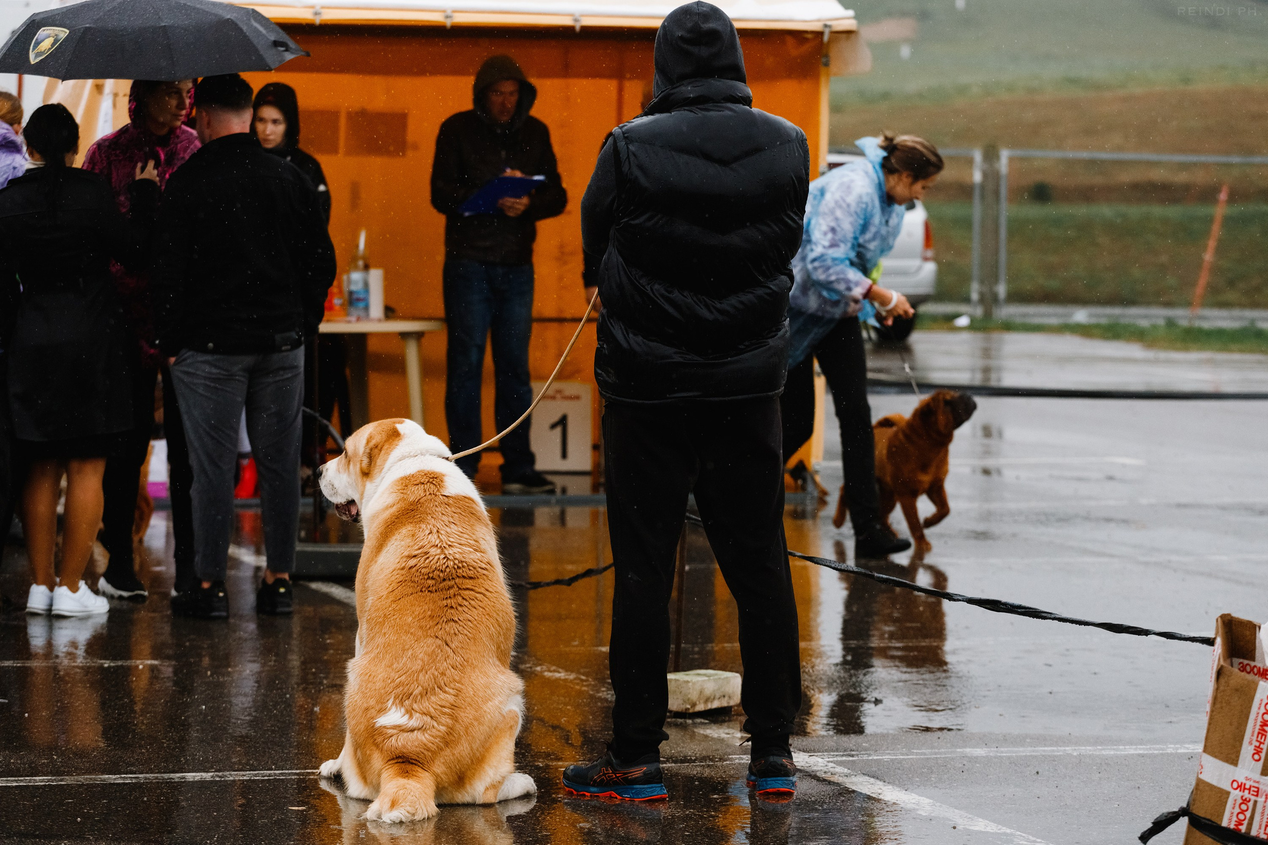 Rainy dog show in Grodno. Kaja | fotograf we Wrocławiu | ludzie i psy