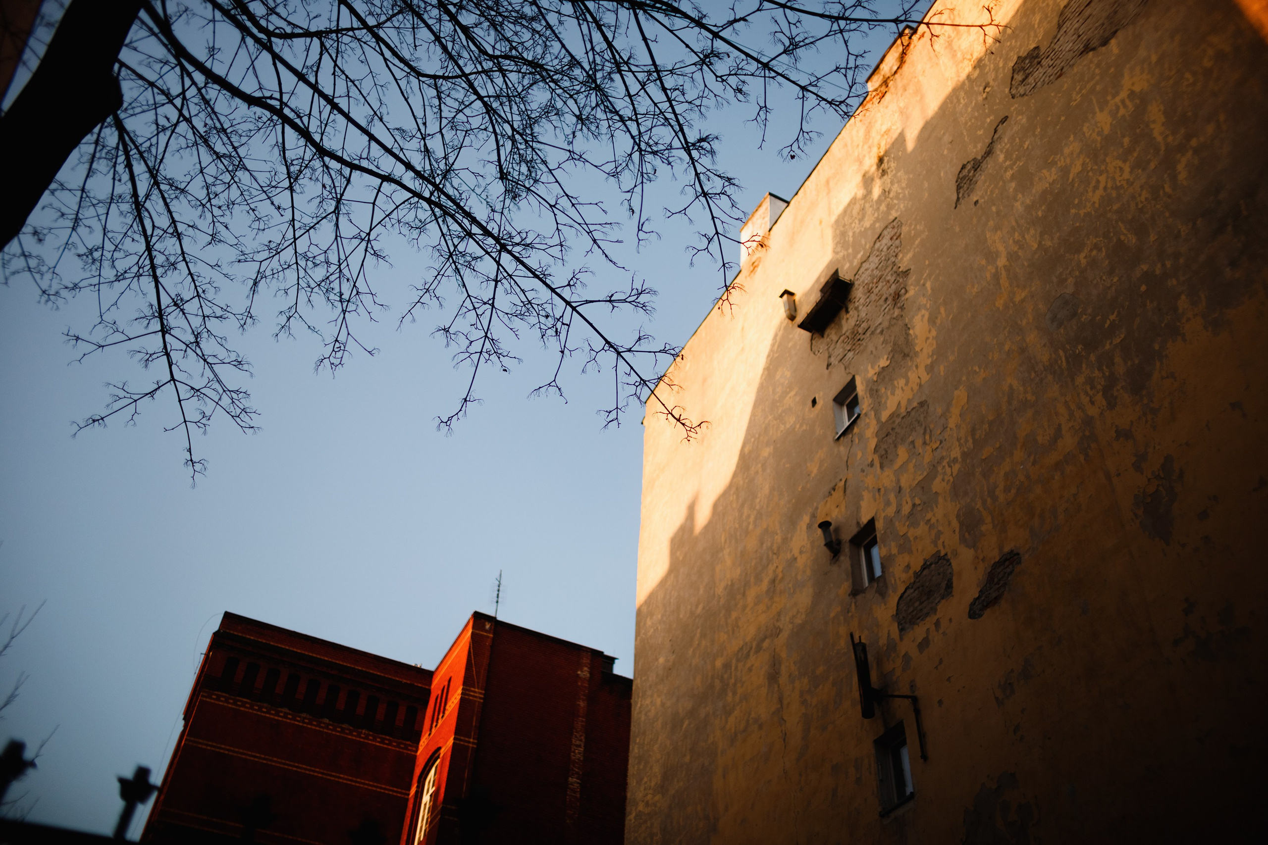 Nastya. Kaja | fotograf psów we Wrocławiu