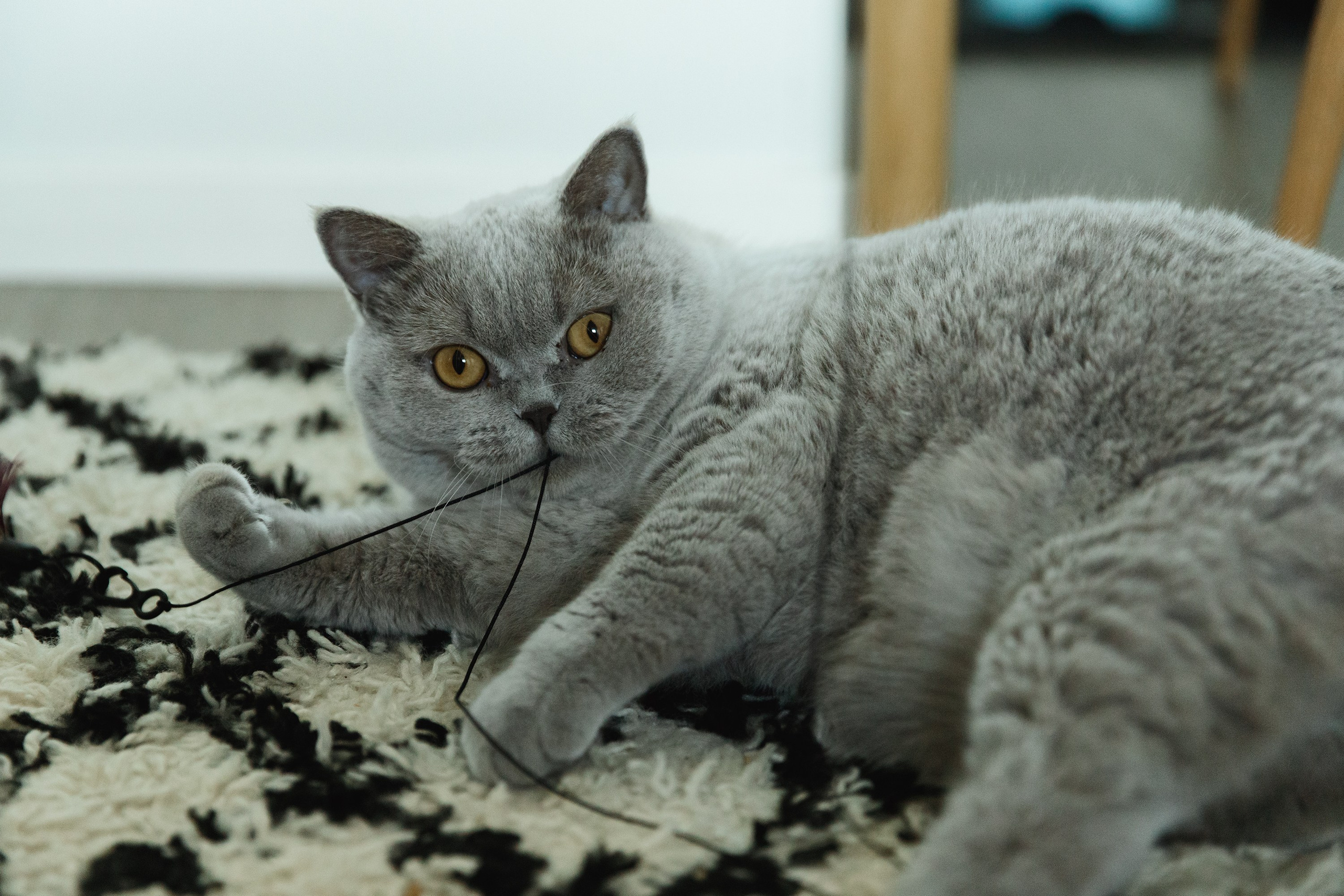 Boczka & Dimitrii. Kaja | fotograf we Wrocławiu | ludzie i psy