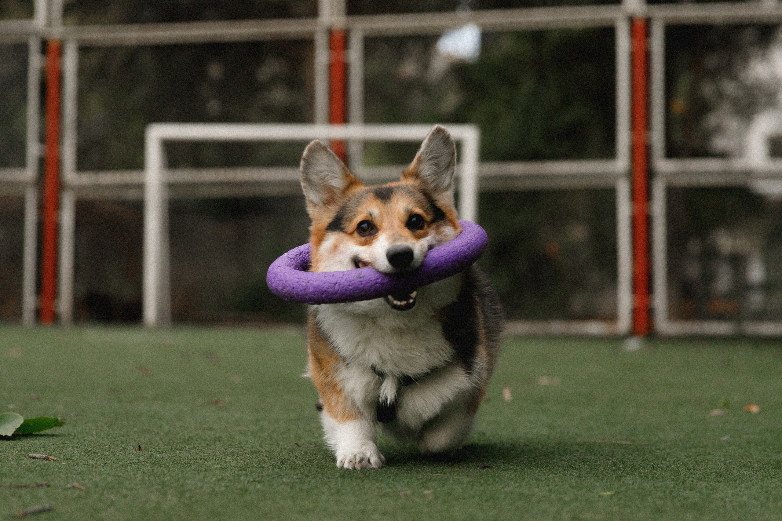 Sasha & Leonid. Kaja | fotograf psów we Wrocławiu
