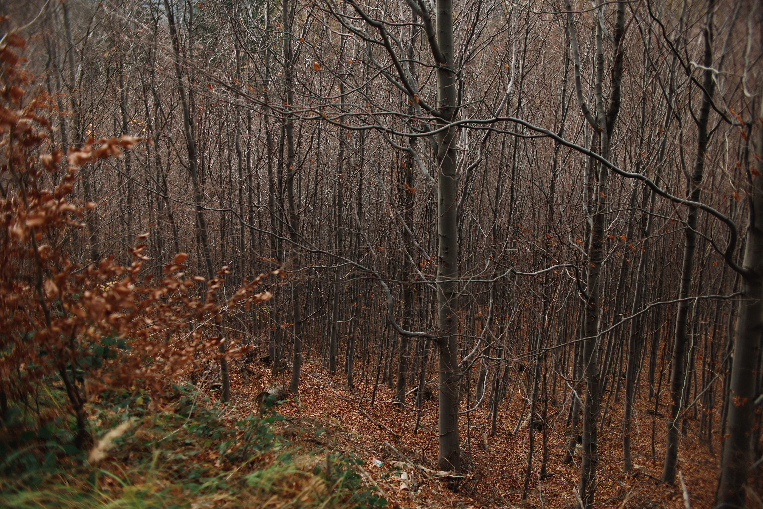 Sowie góry. Kaja | fotograf we Wrocławiu | ludzie i psy