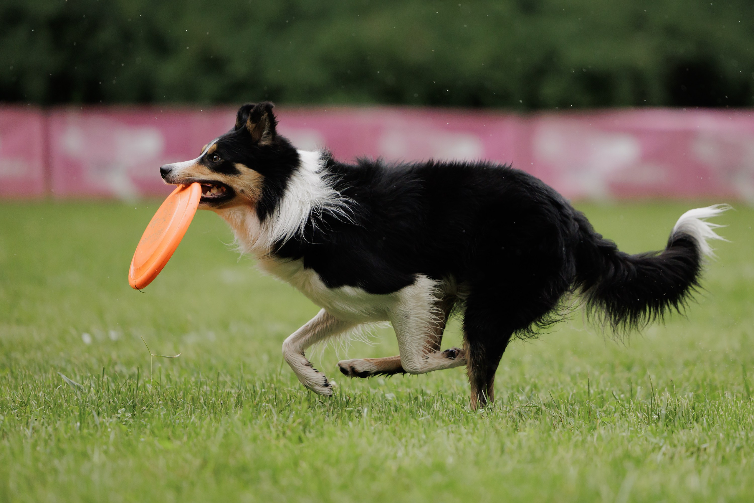 Latające psy, Wrocław'25. Kaja | fotograf psów we Wrocławiu