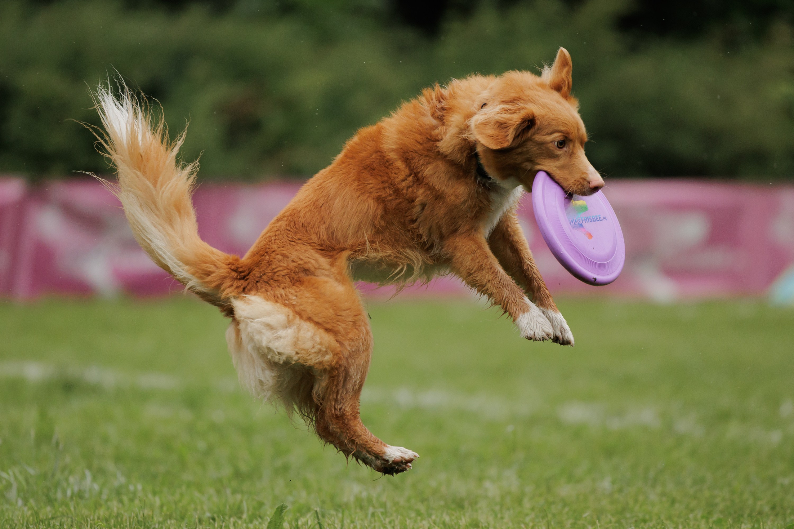 Latające psy, Wrocław'25. Kaja | fotograf psów we Wrocławiu