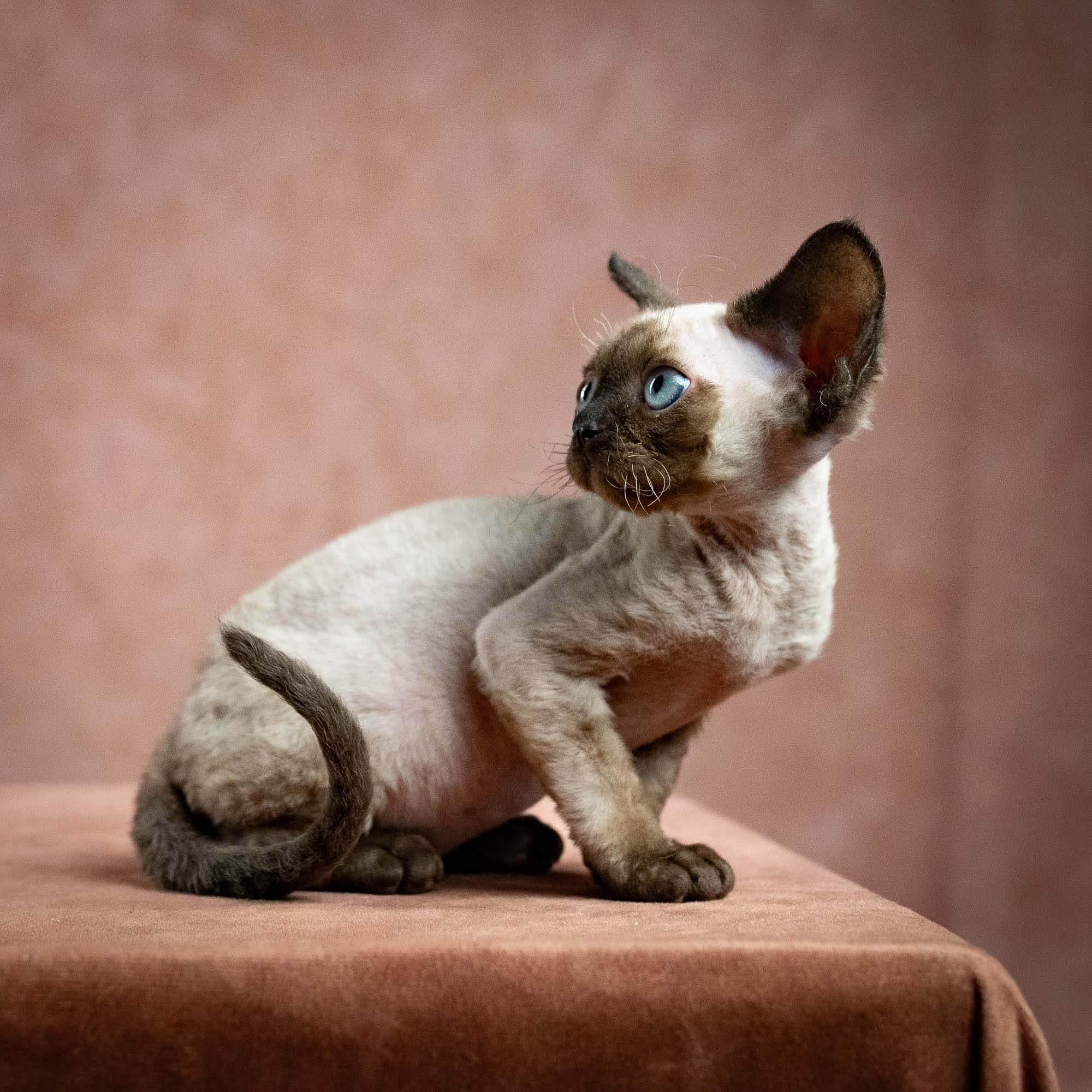 Leo, boy, born 12.20.2025. Devon Rex Pixie Cattery