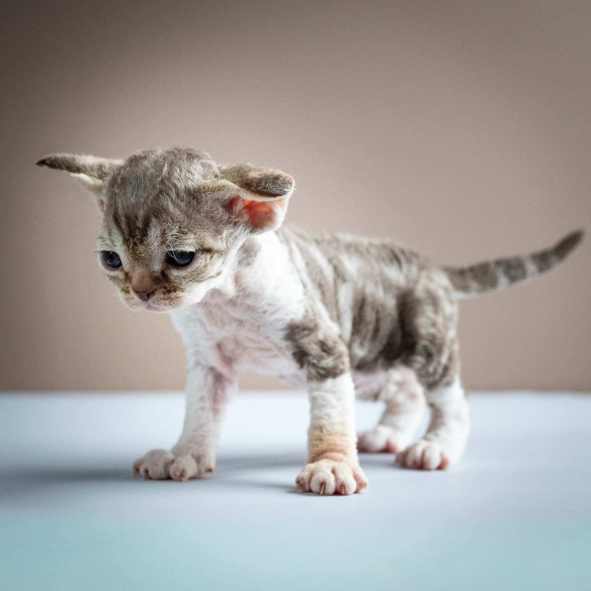 Simon, boy, born 05.15.26. Devon Rex Pixie Cattery