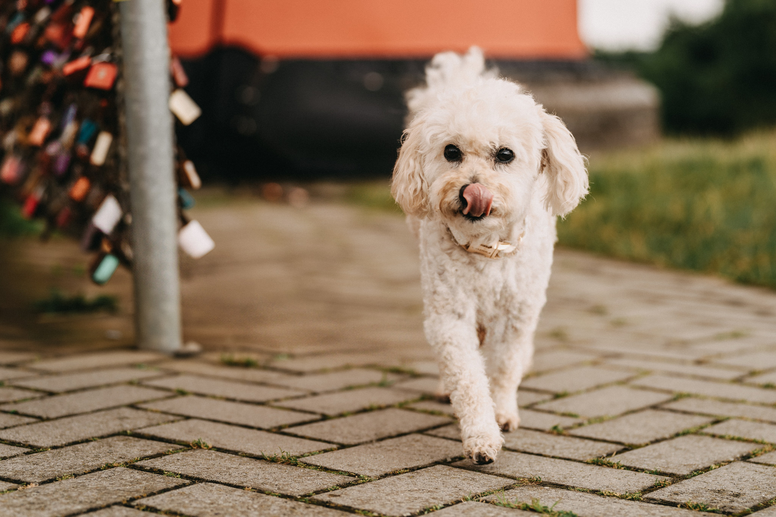 Hochzeitsreportage. Thorben Ihler - Dein Fotograf aus Emden