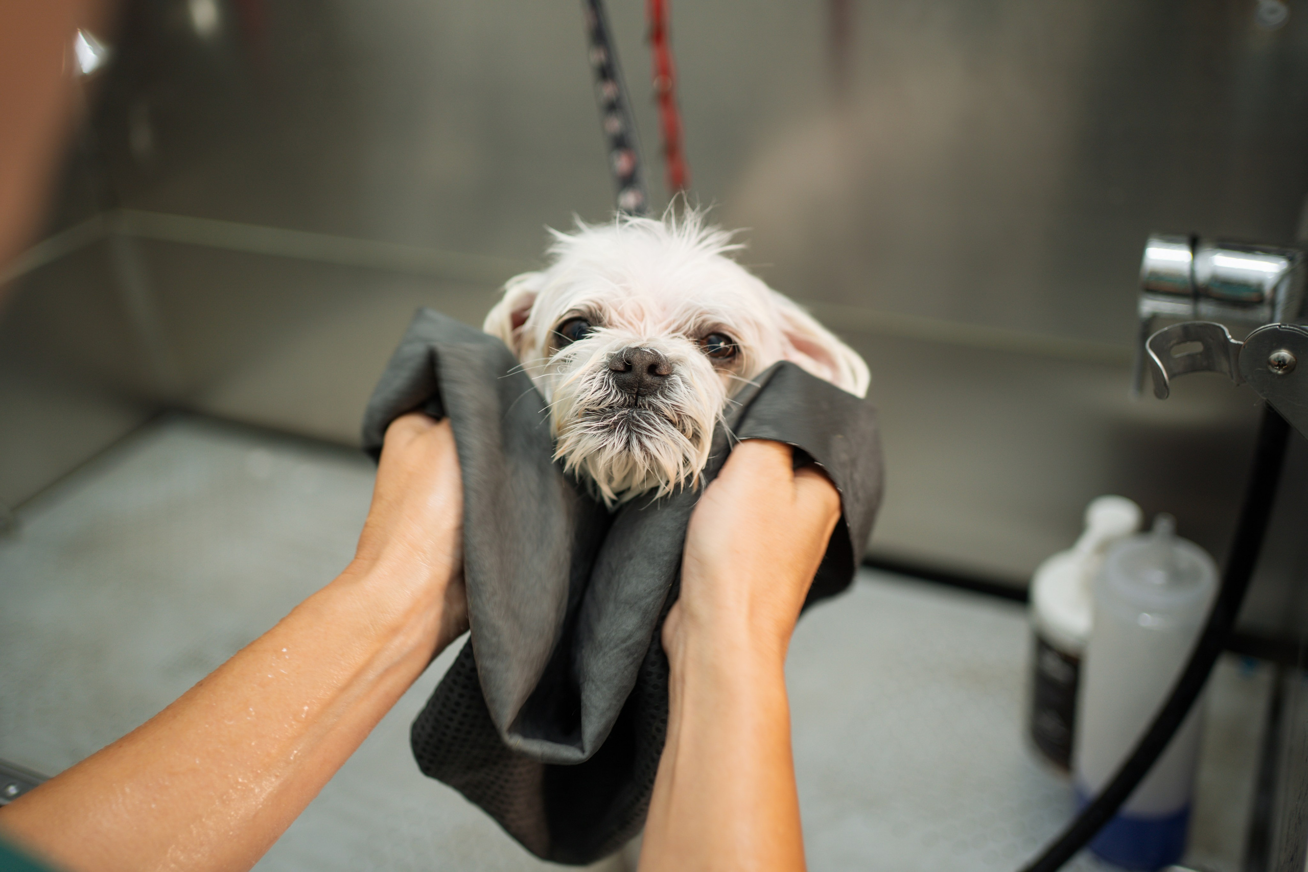 PetGroom Timisoara. Cozac Cristian Photographer