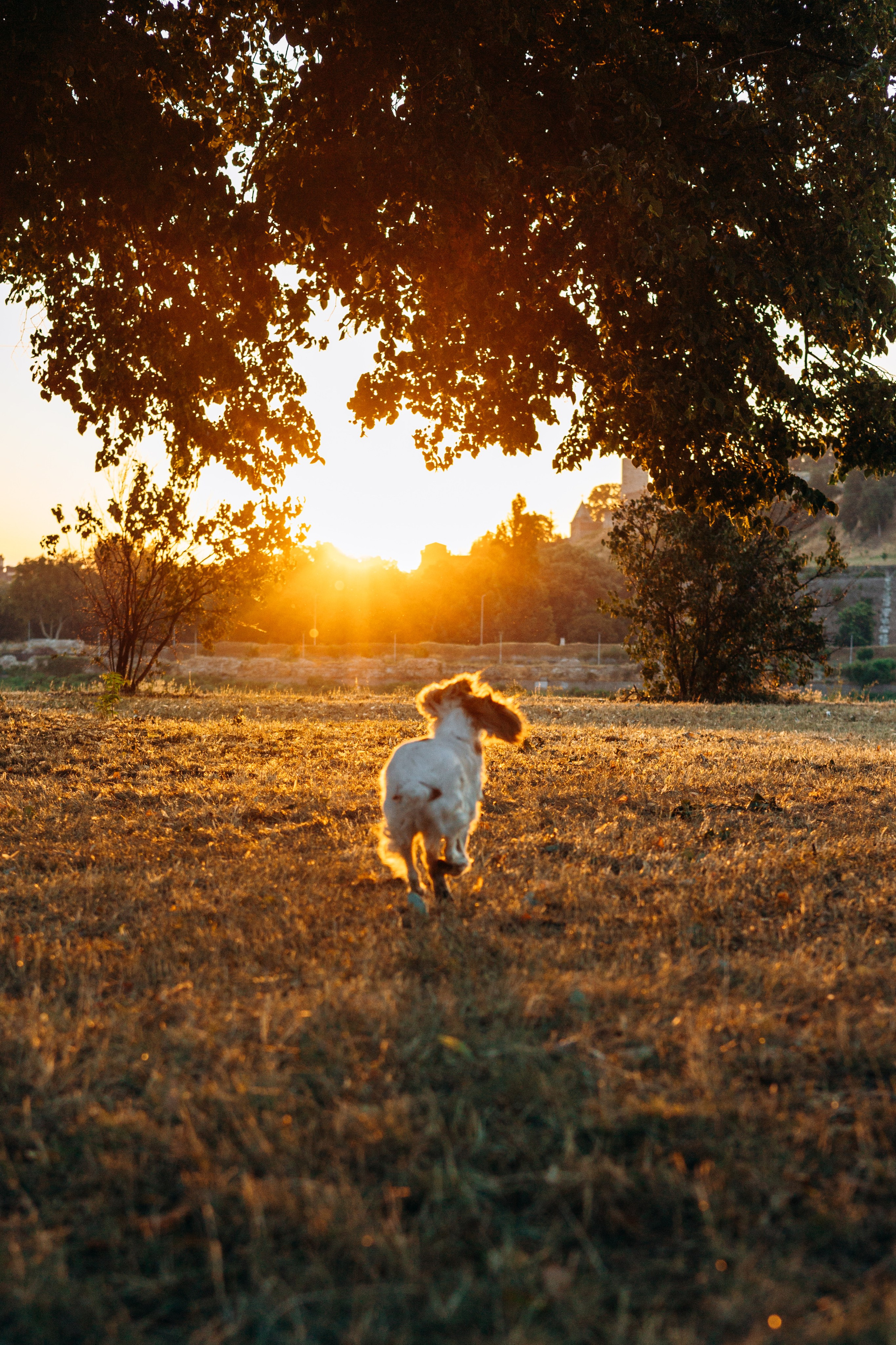 Софья и Арья. Фотограф-анималист | Белград