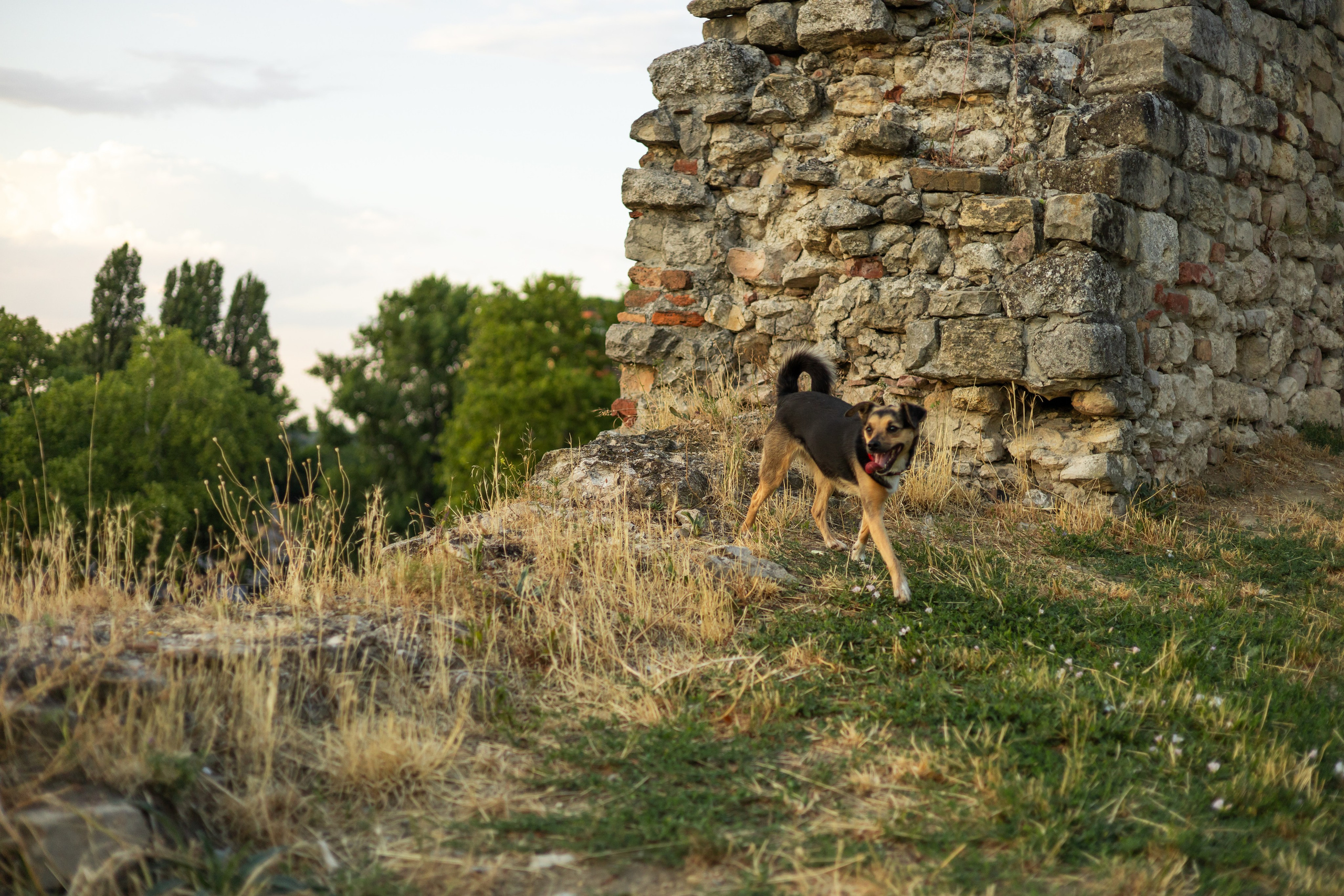 Настя, Денис и Мося. Фотограф-анималист | Белград