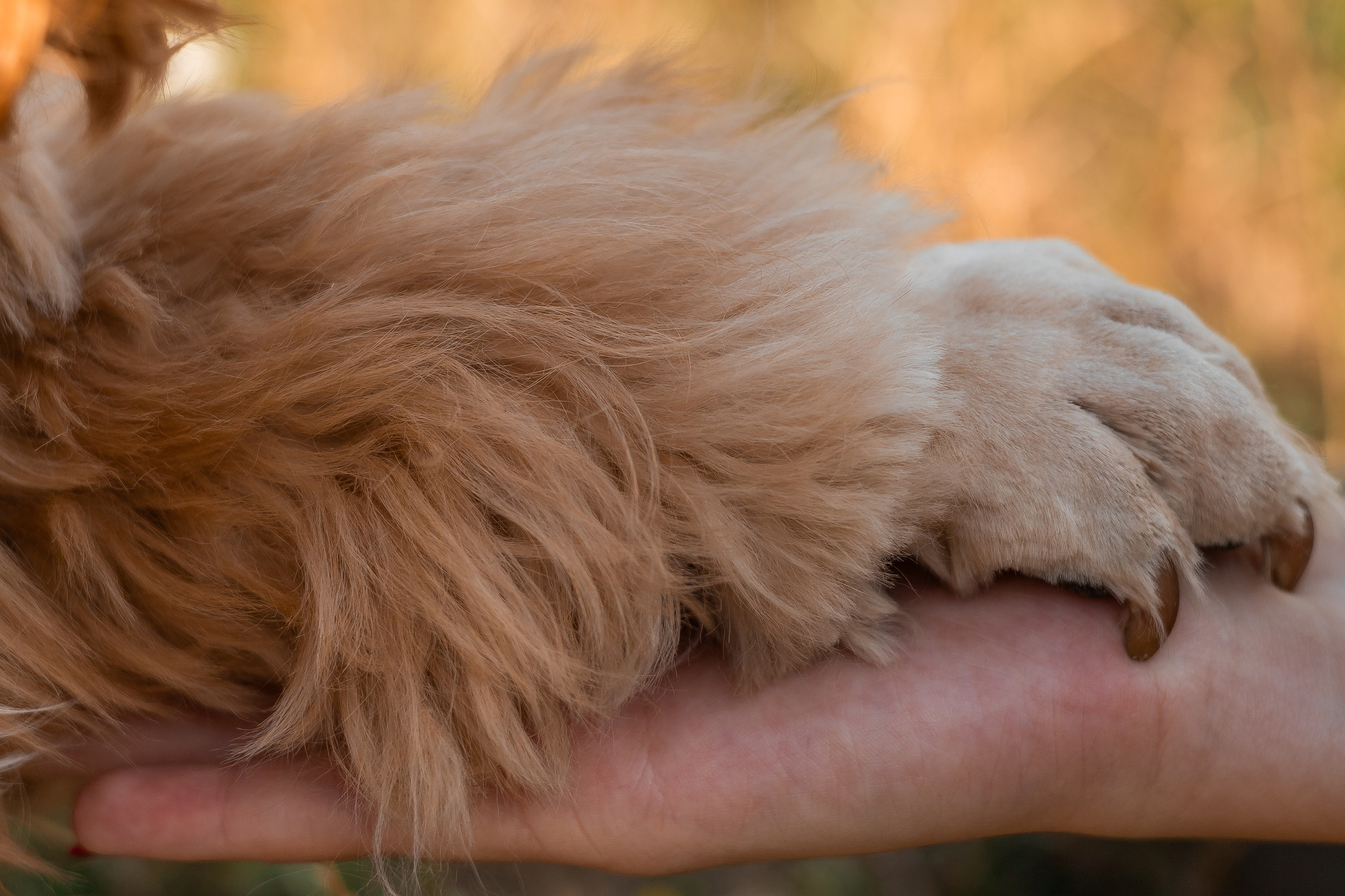Алина и Юки. Фотограф-анималист | Белград