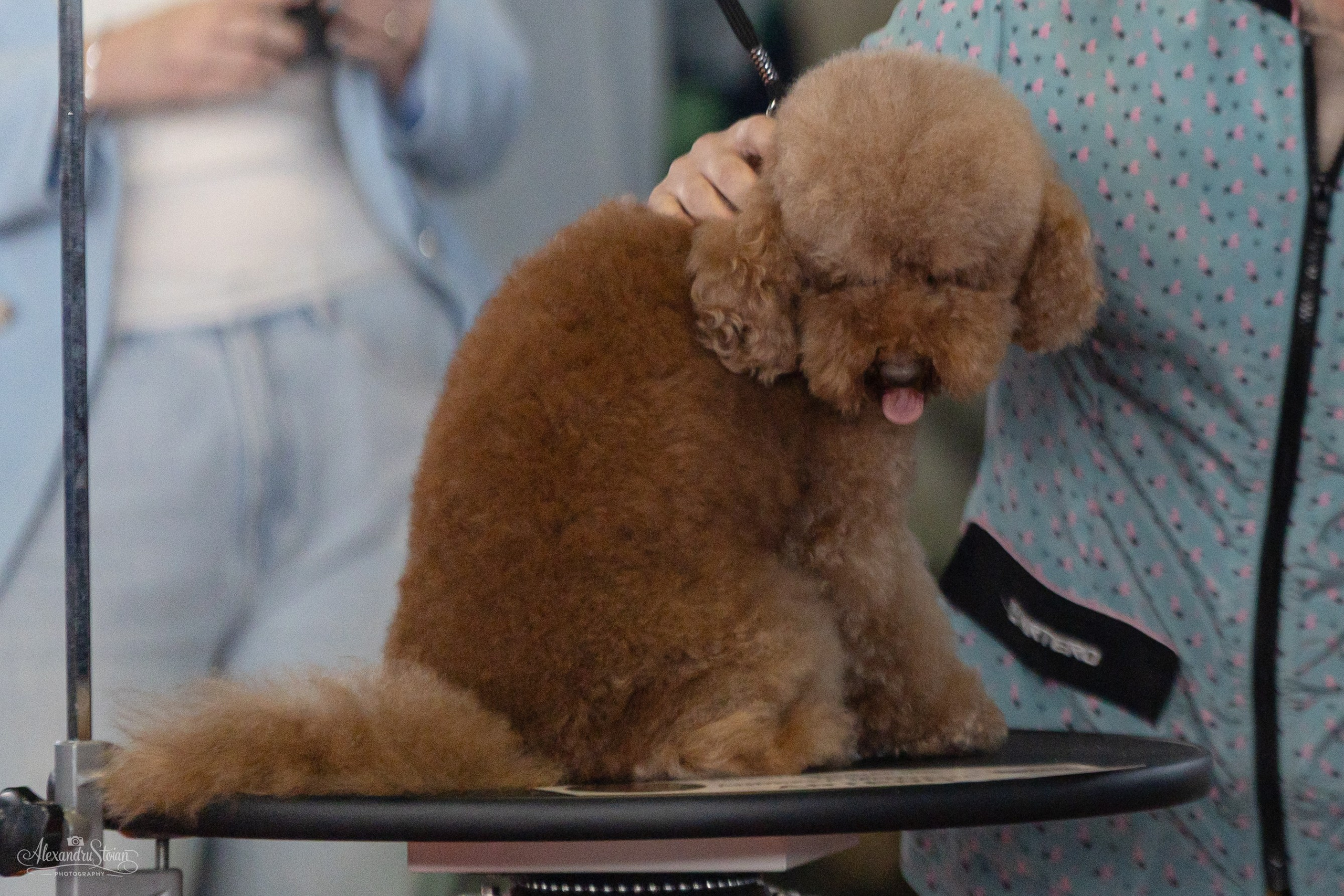 Pet EXPO. Http://www.alexphoto.ro