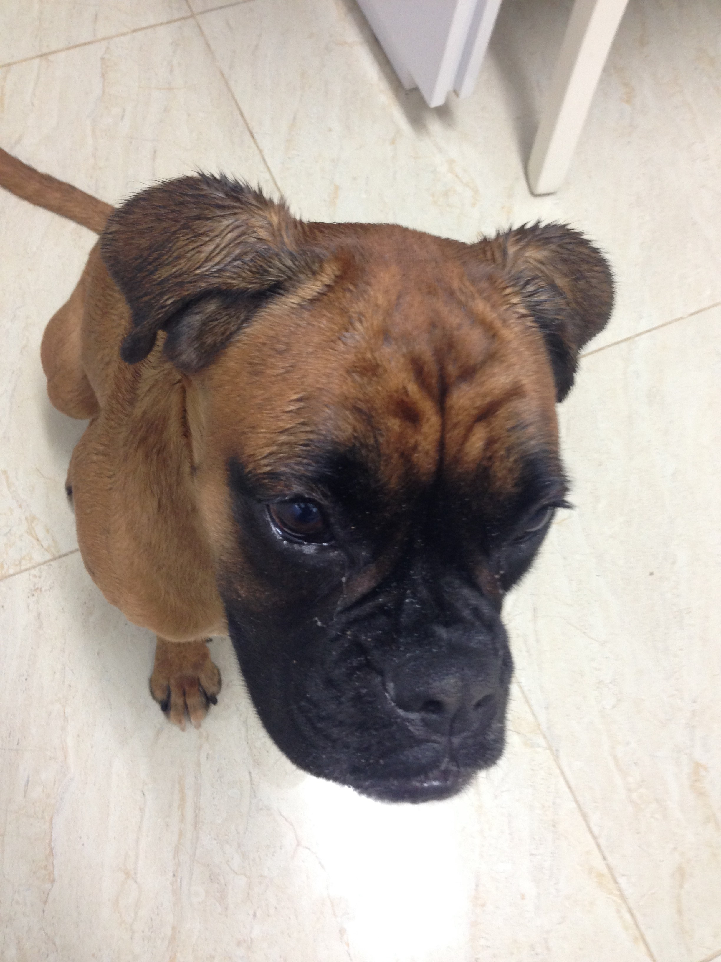 My ״Star״ Boxer Dog