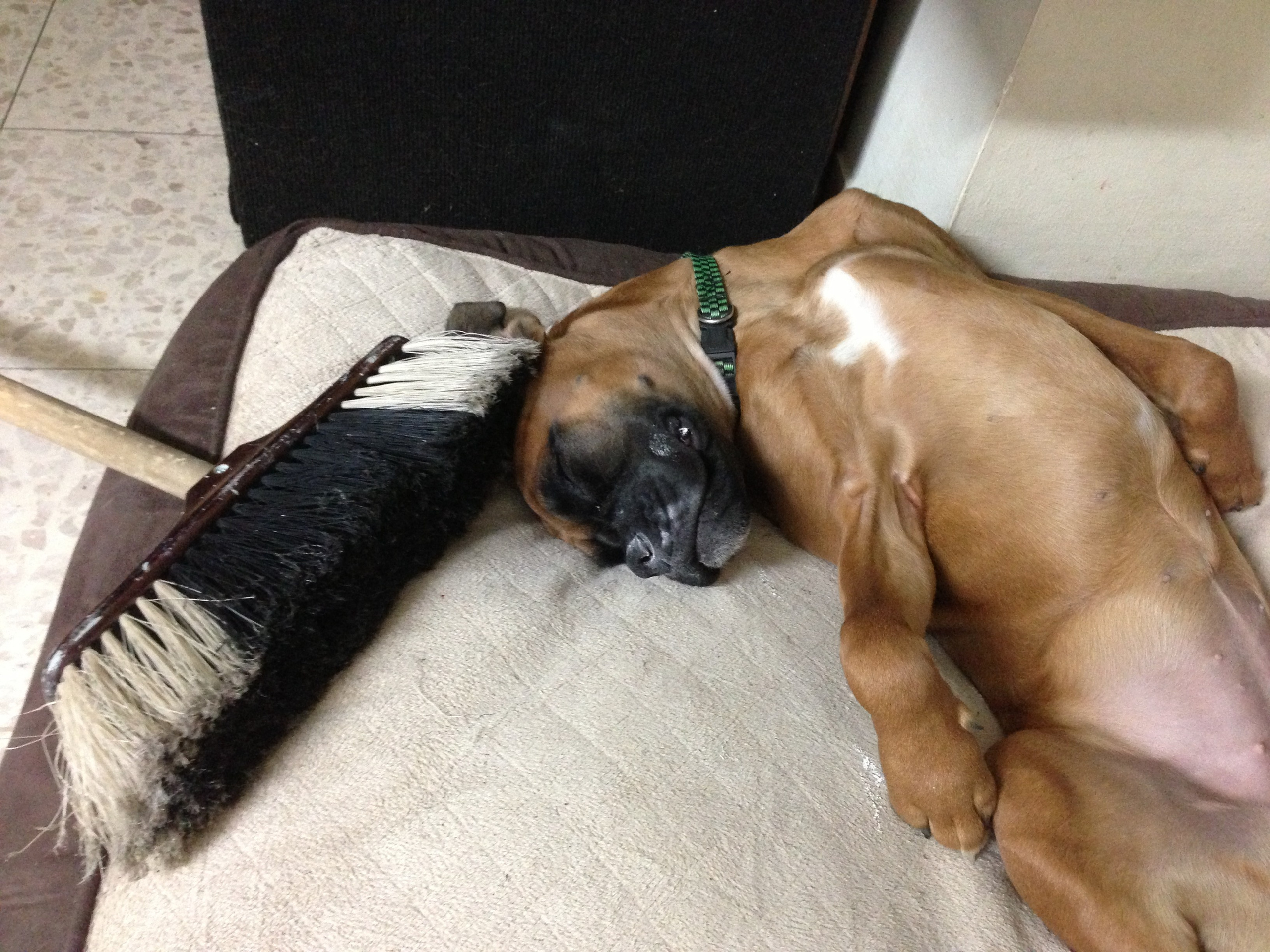 My ״Star״ Boxer Dog