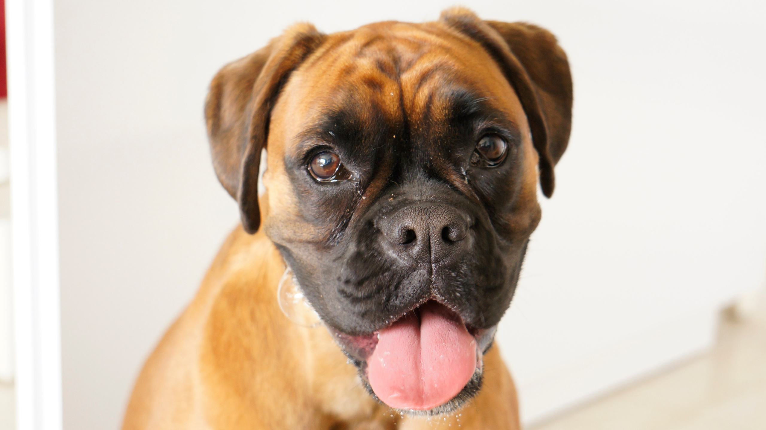 My ״Star״ Boxer Dog