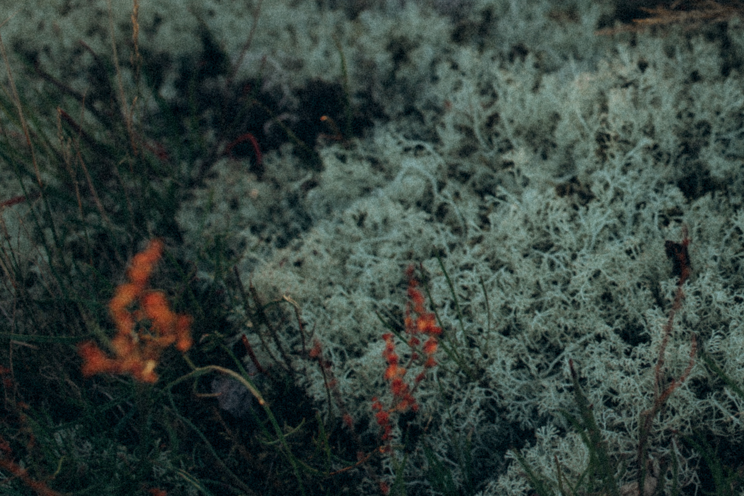 # в гармонії з природою. Family photographer in Stockholm Oksana Matviyiv