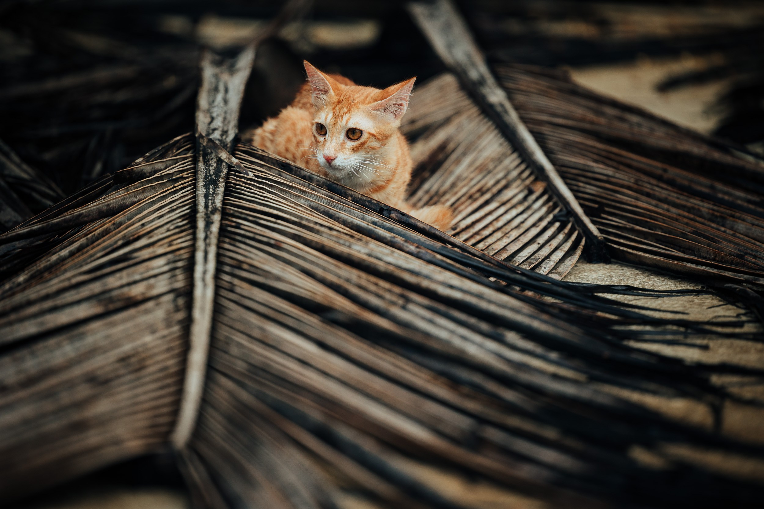 Pet photography. Portrait Photographer in Bangalore | ONEIRO by Anbu Jawahar