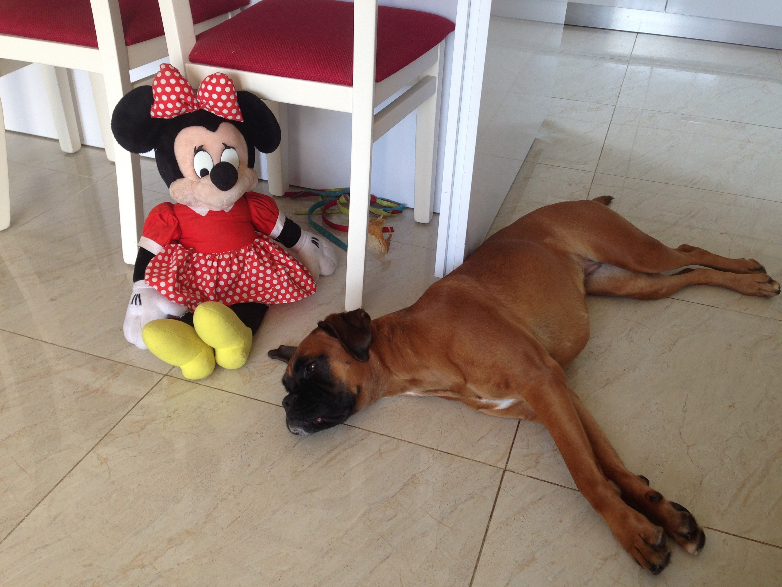 My ״Star״ Boxer Dog