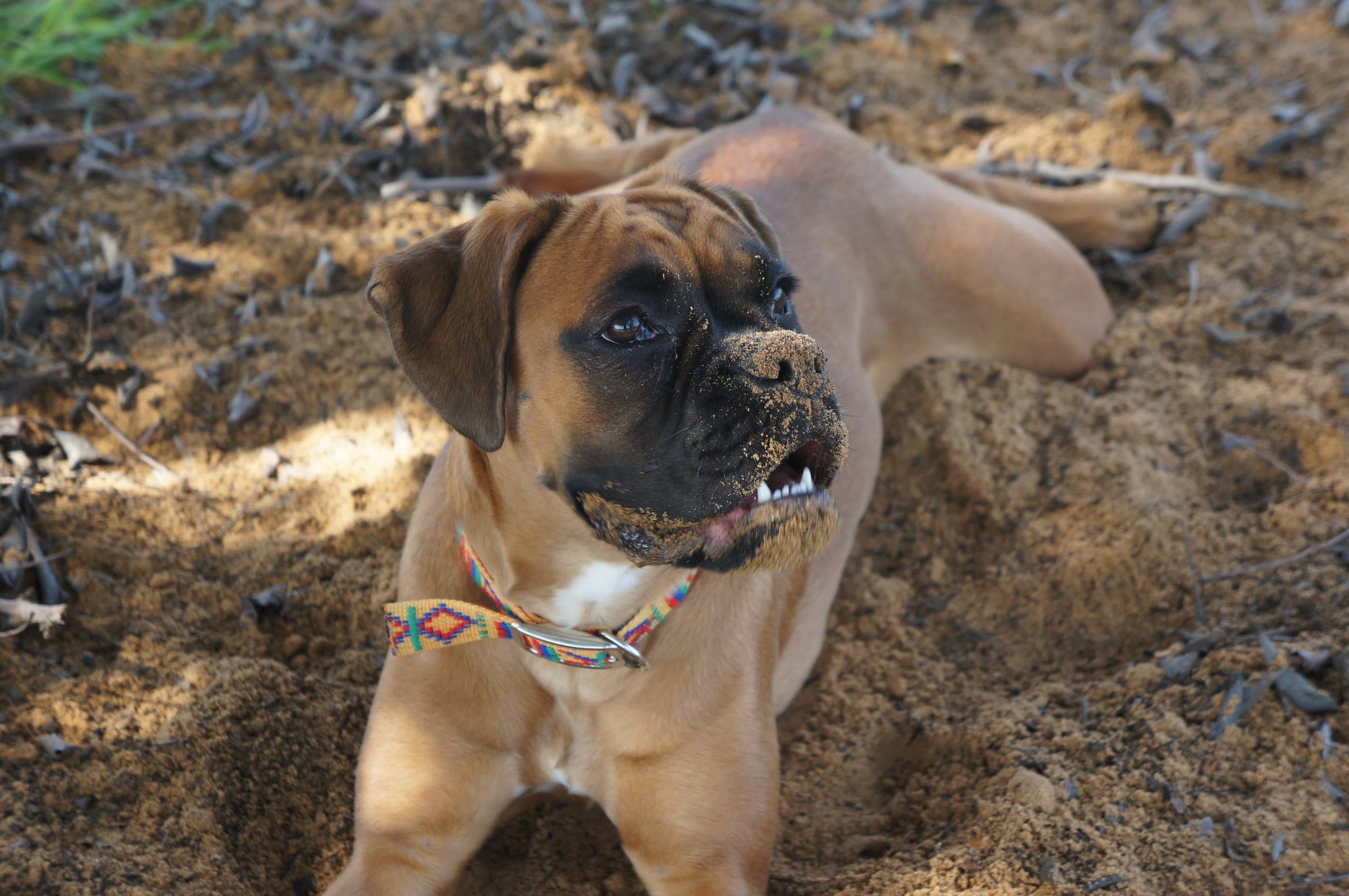 My ״Star״ Boxer Dog