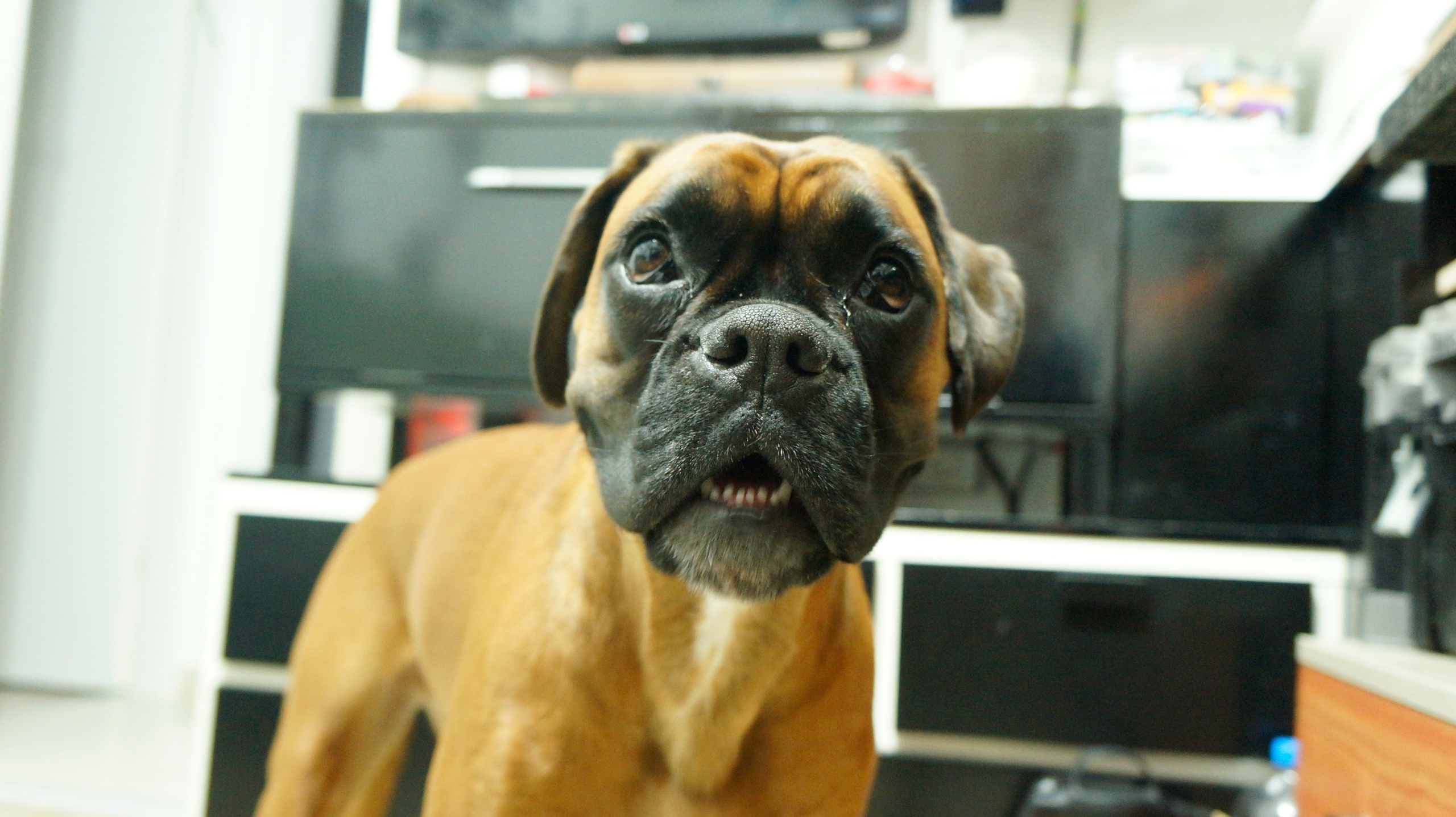 My ״Star״ Boxer Dog