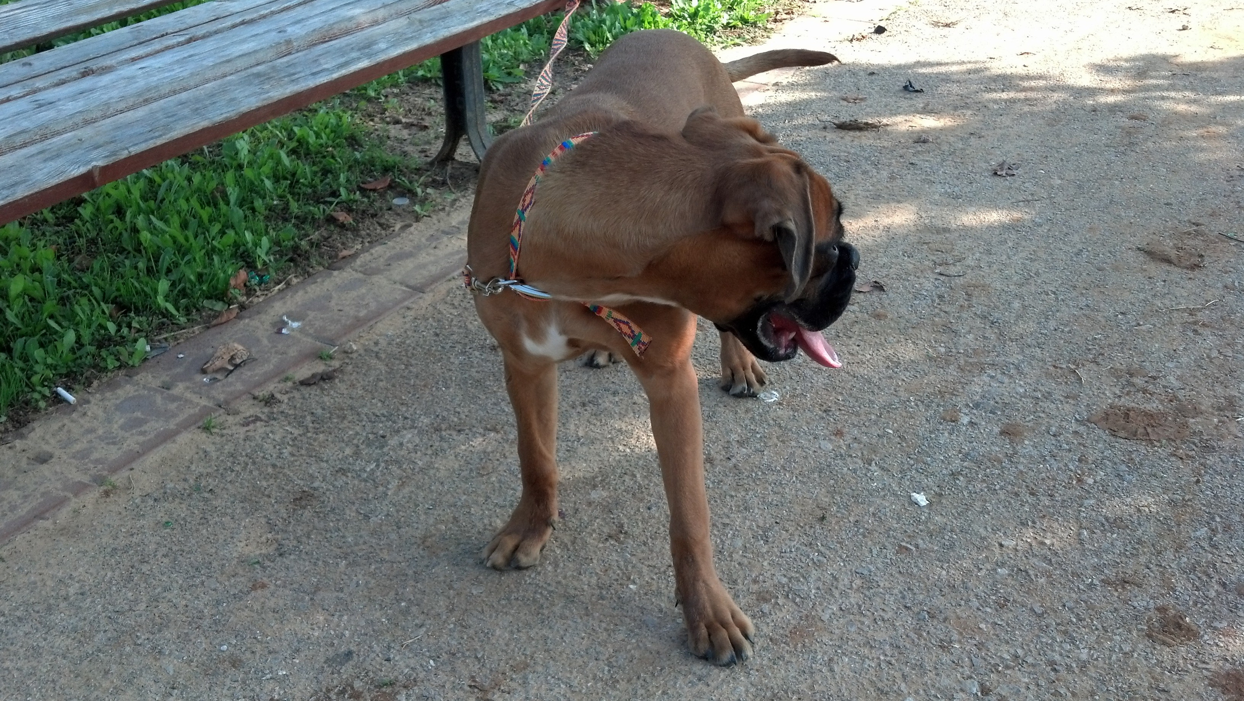 My ״Star״ Boxer Dog