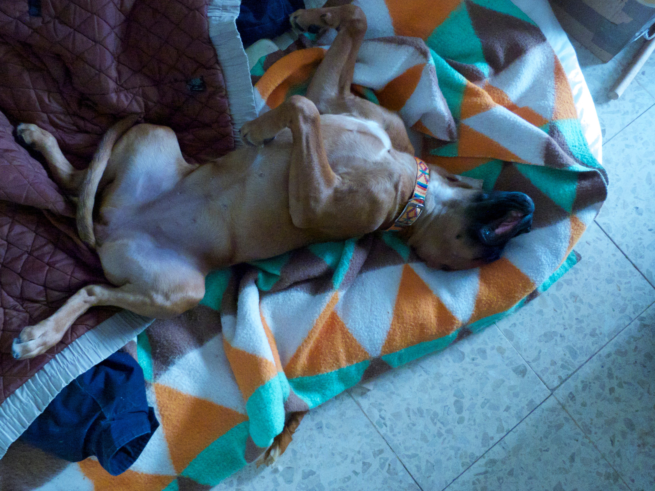 My ״Star״ Boxer Dog