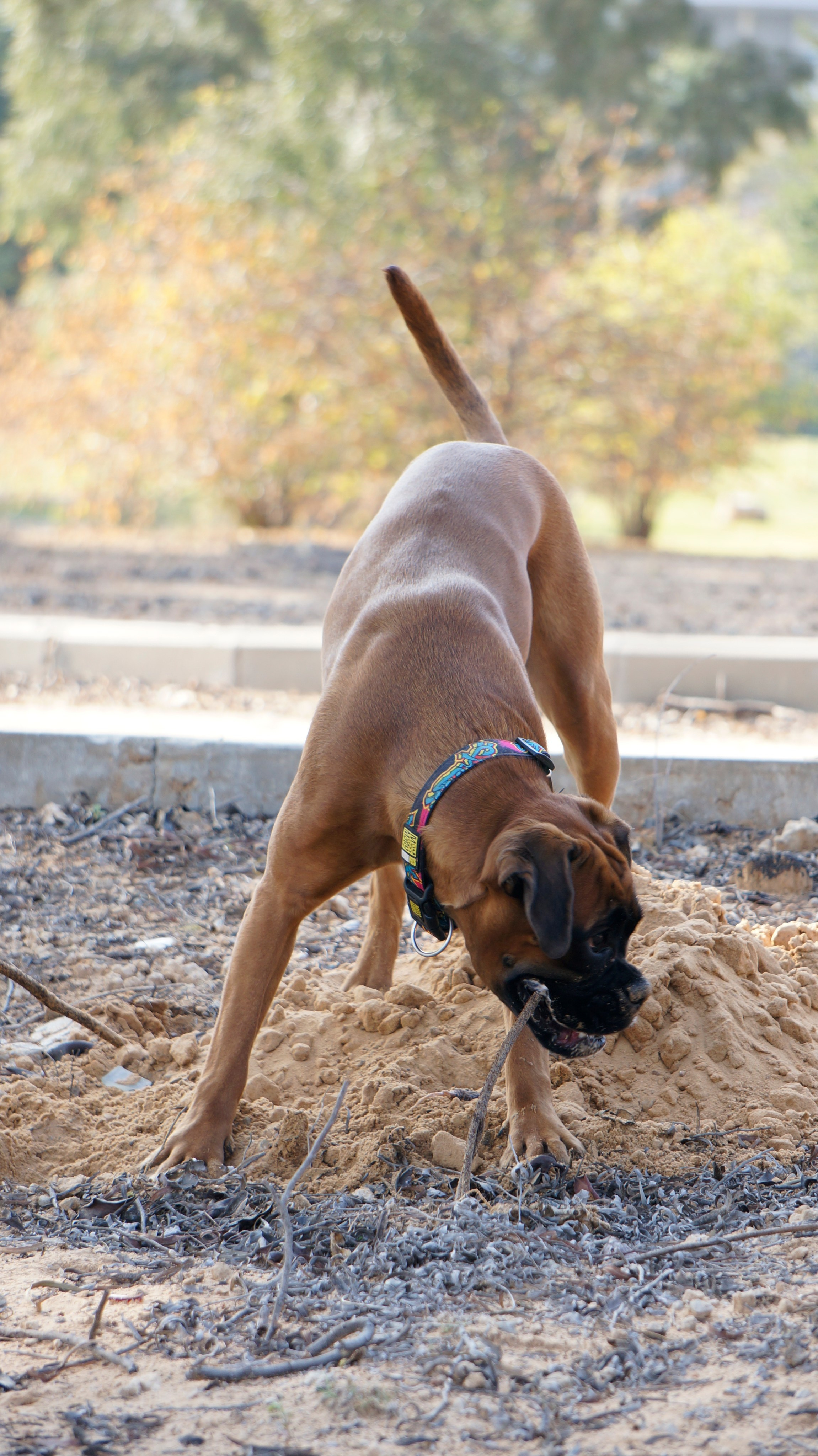 My ״Star״ Boxer Dog
