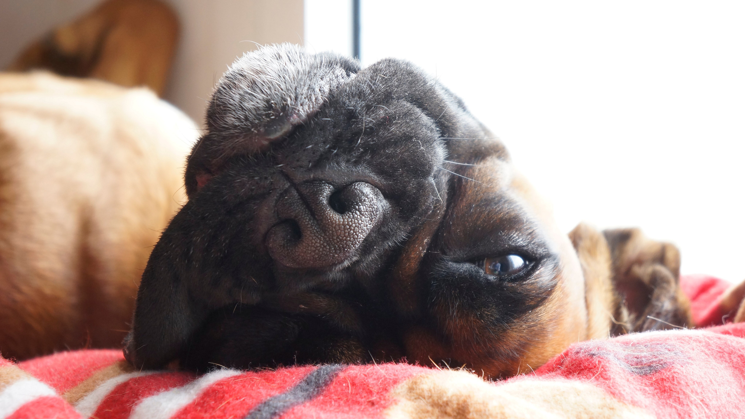 My ״Star״ Boxer Dog