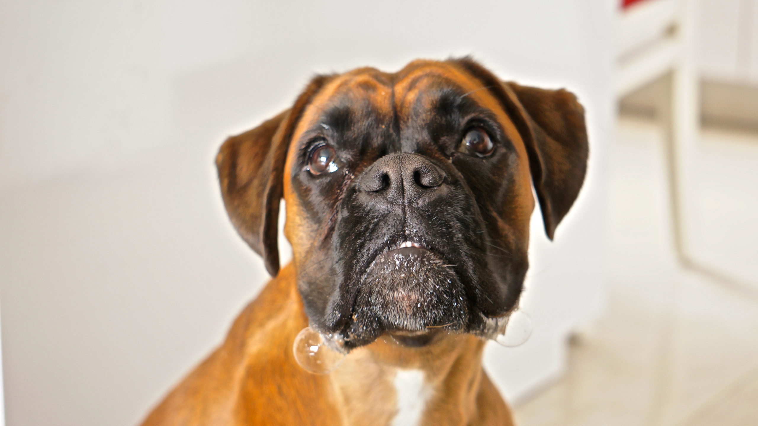 My ״Star״ Boxer Dog