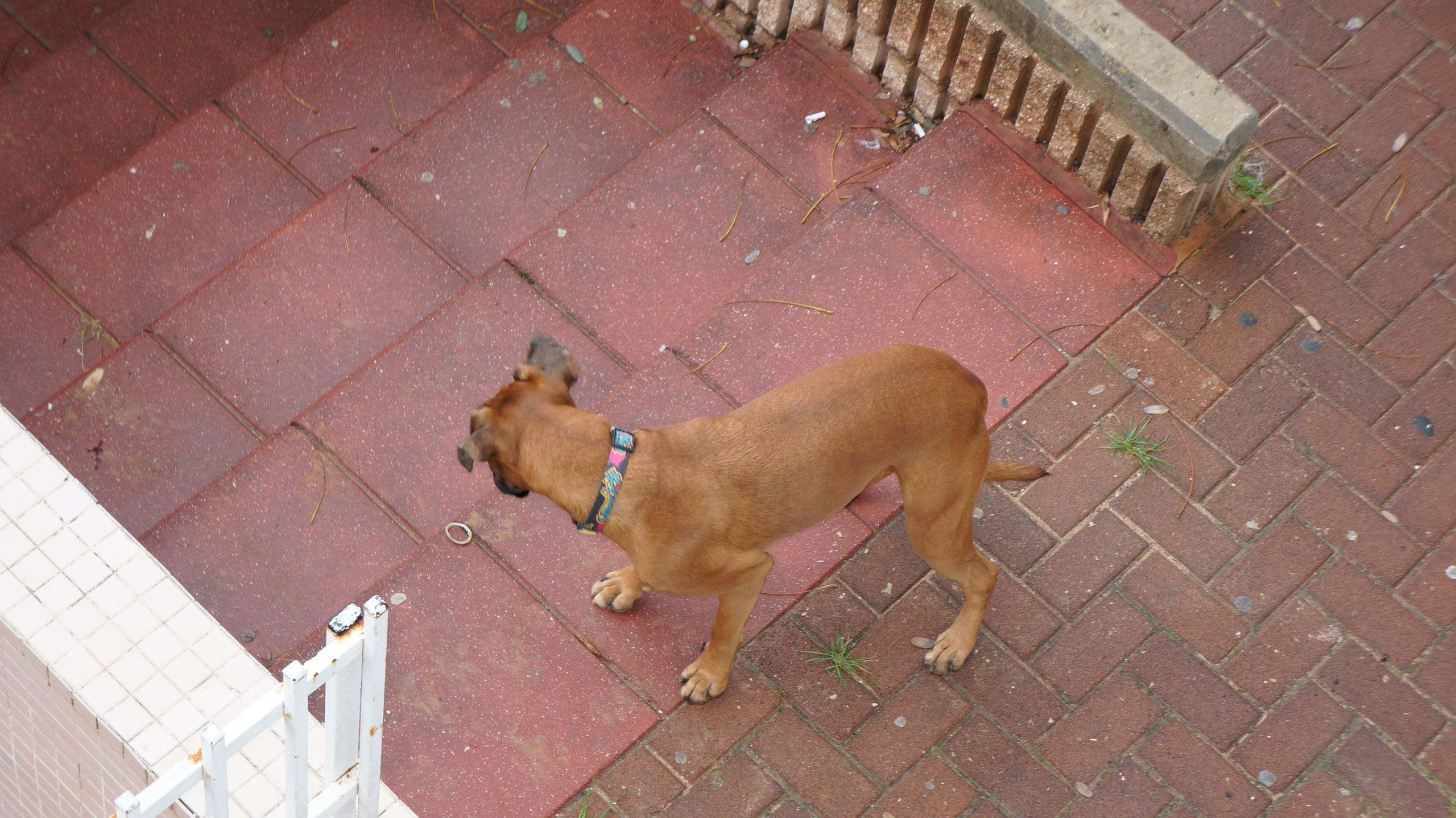 My ״Star״ Boxer Dog