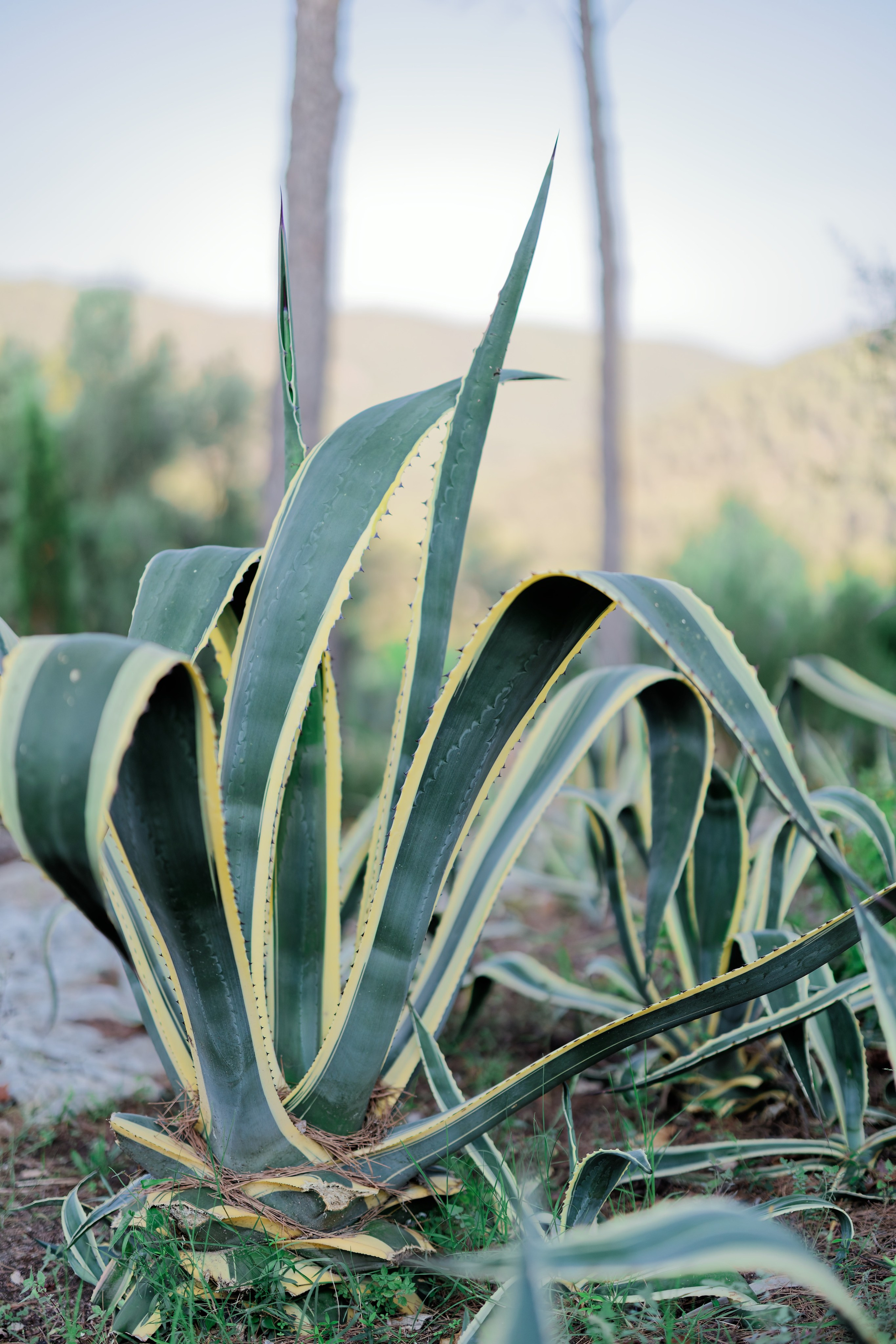 Haldi Ceremony & Mehndi Night & pre-wedding dinner, Barcelona