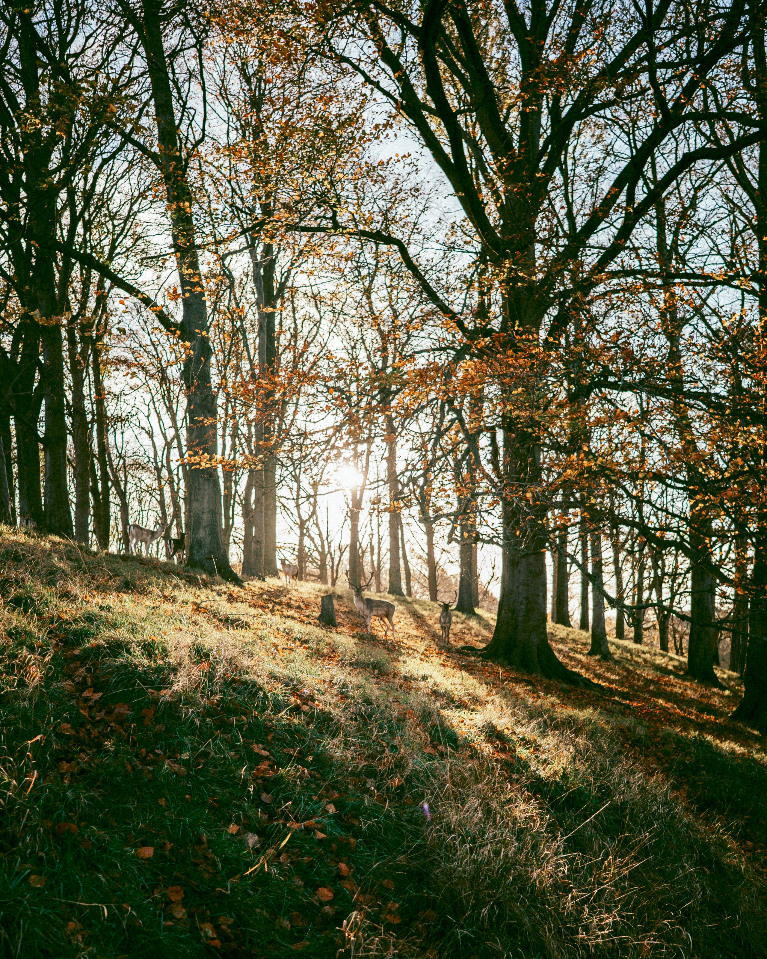 IRELAND. Inna Mendelson — Photographer