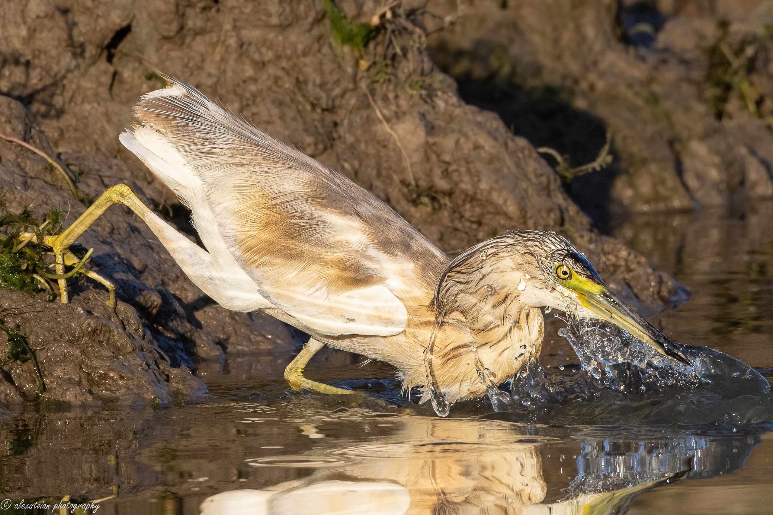 Delta Dunarii. Http://www.alexphoto.ro