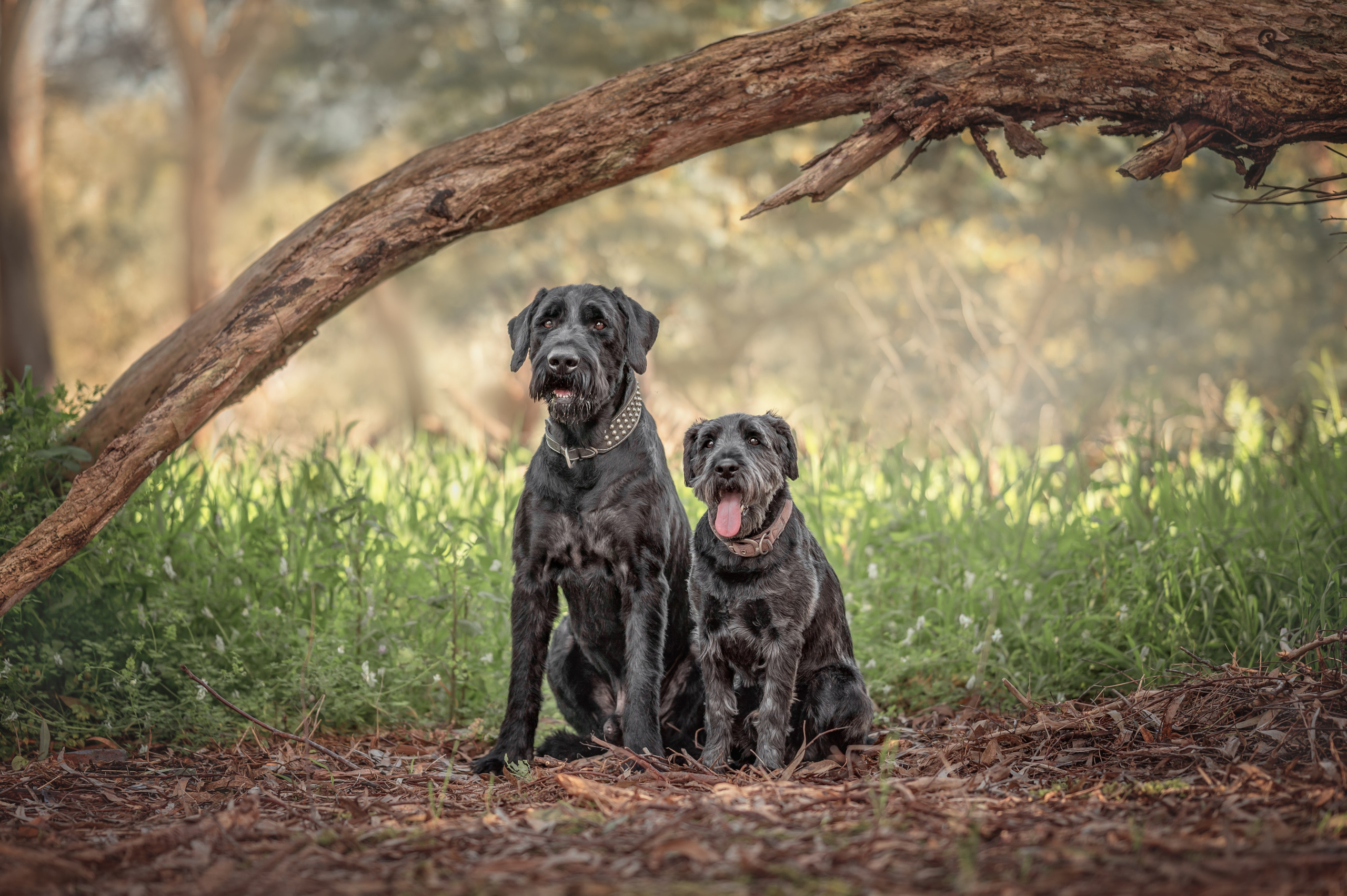 Pets. Natasha photo Photographer in Melbourne