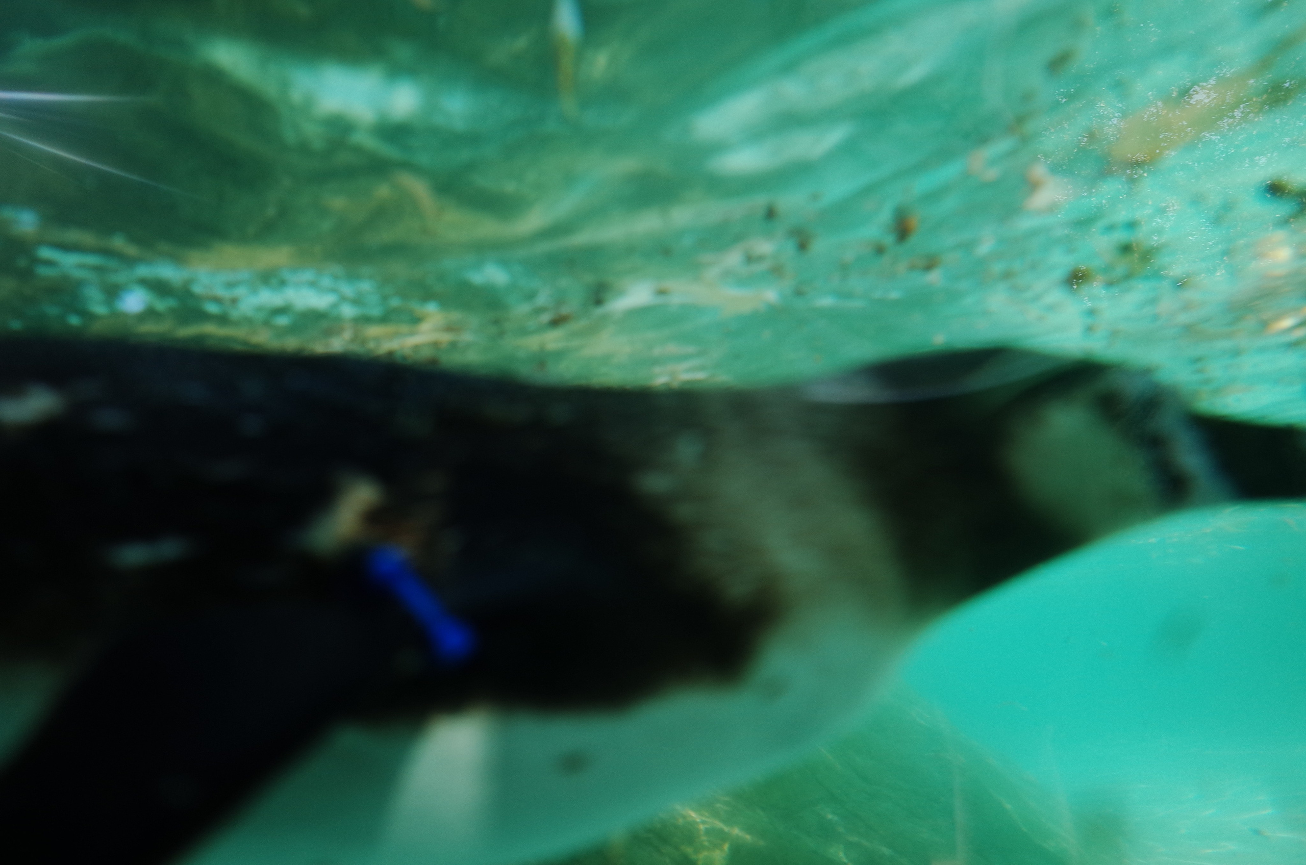 Little penguins. London zoo. Victoria Dini Photography