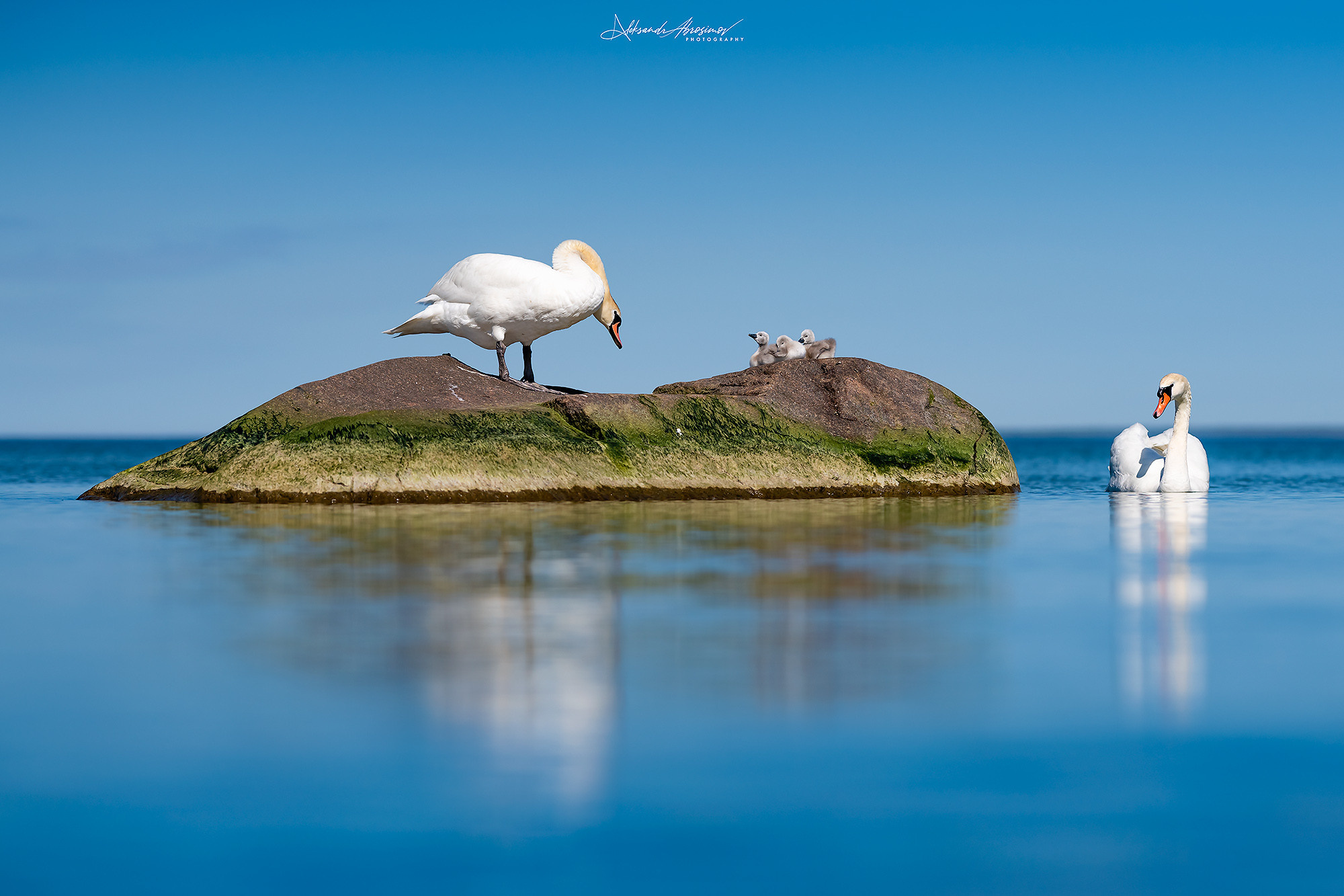 Birds. Птицы. Aleksandr Abrosimov Photography