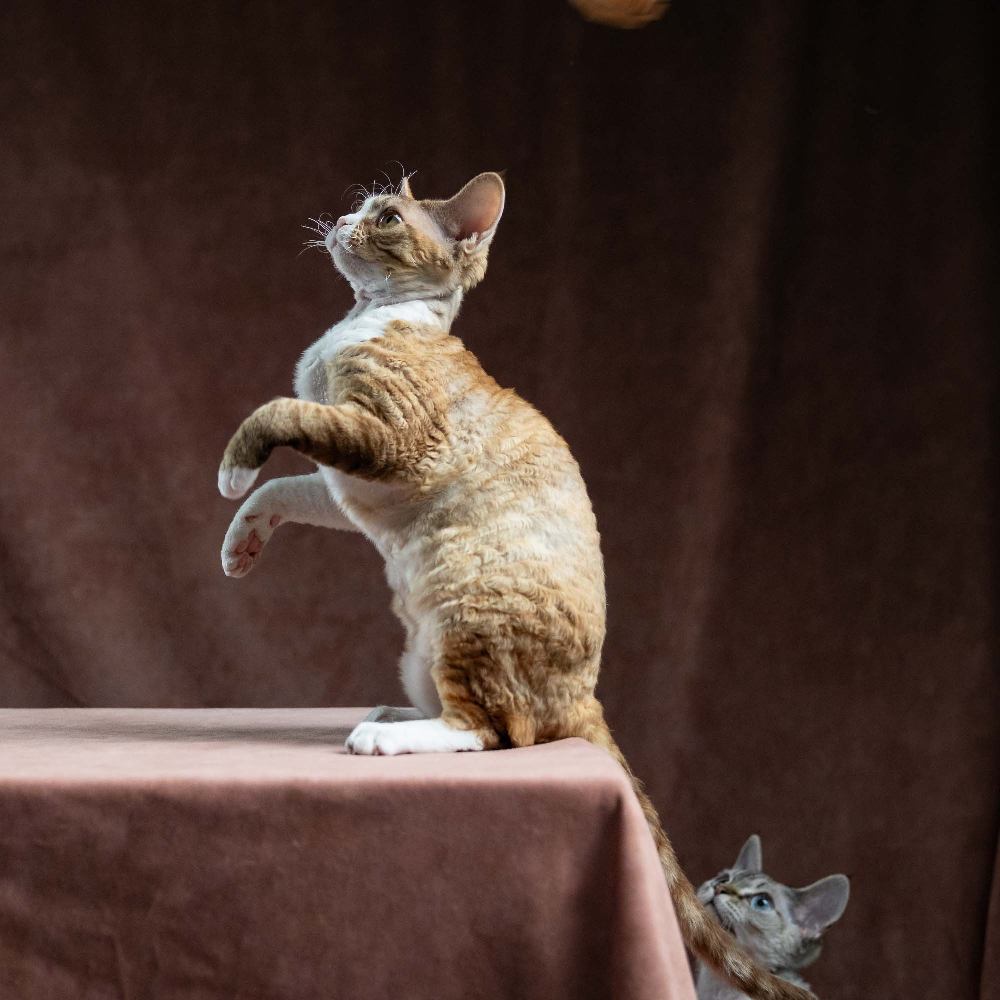 Houston, girl, born 04.20.25. Devon Rex Pixie Cattery